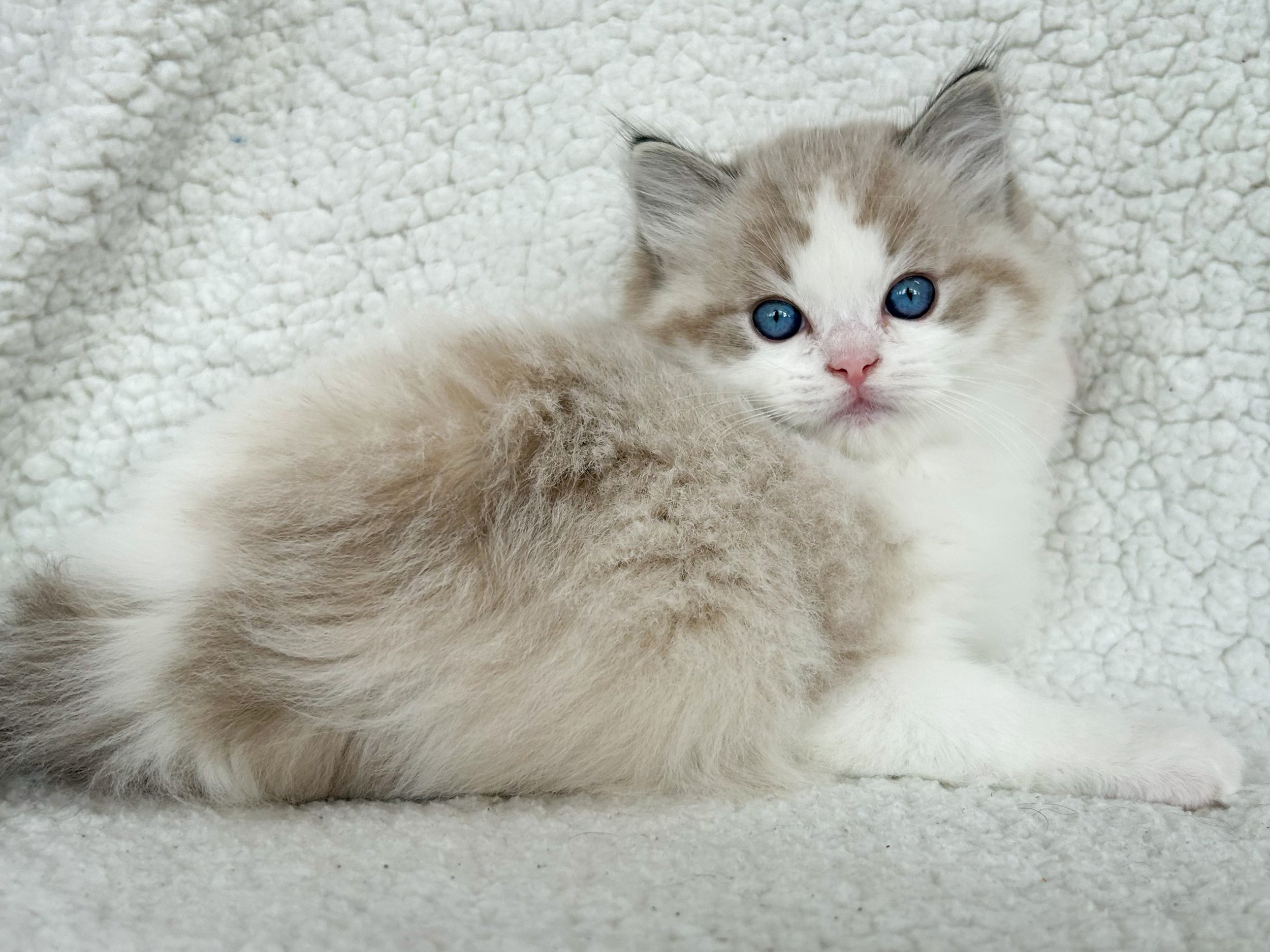 A fluffy seal lynx point bicolor Ragdoll kitten with blue eyes lying on a soft white textured surface.