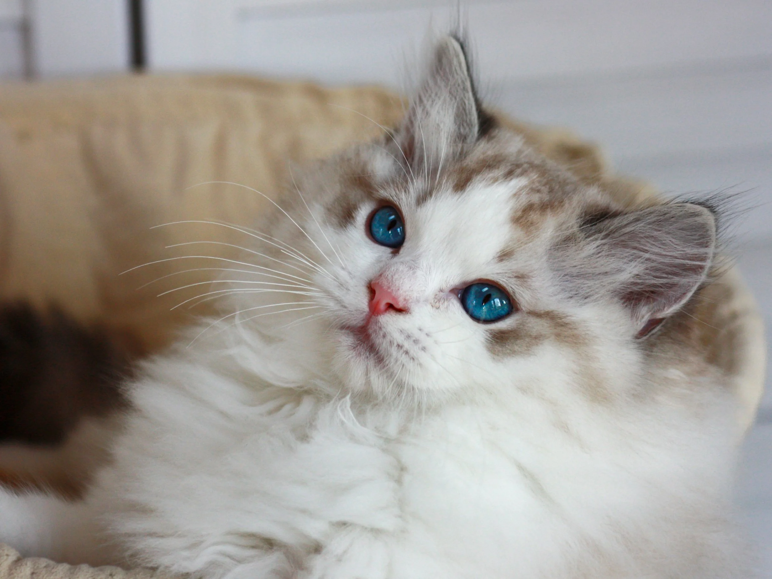 Close-up of a seal lynx point bicolor Ragdoll kitten with blue eyes lying down and looking at the camera.