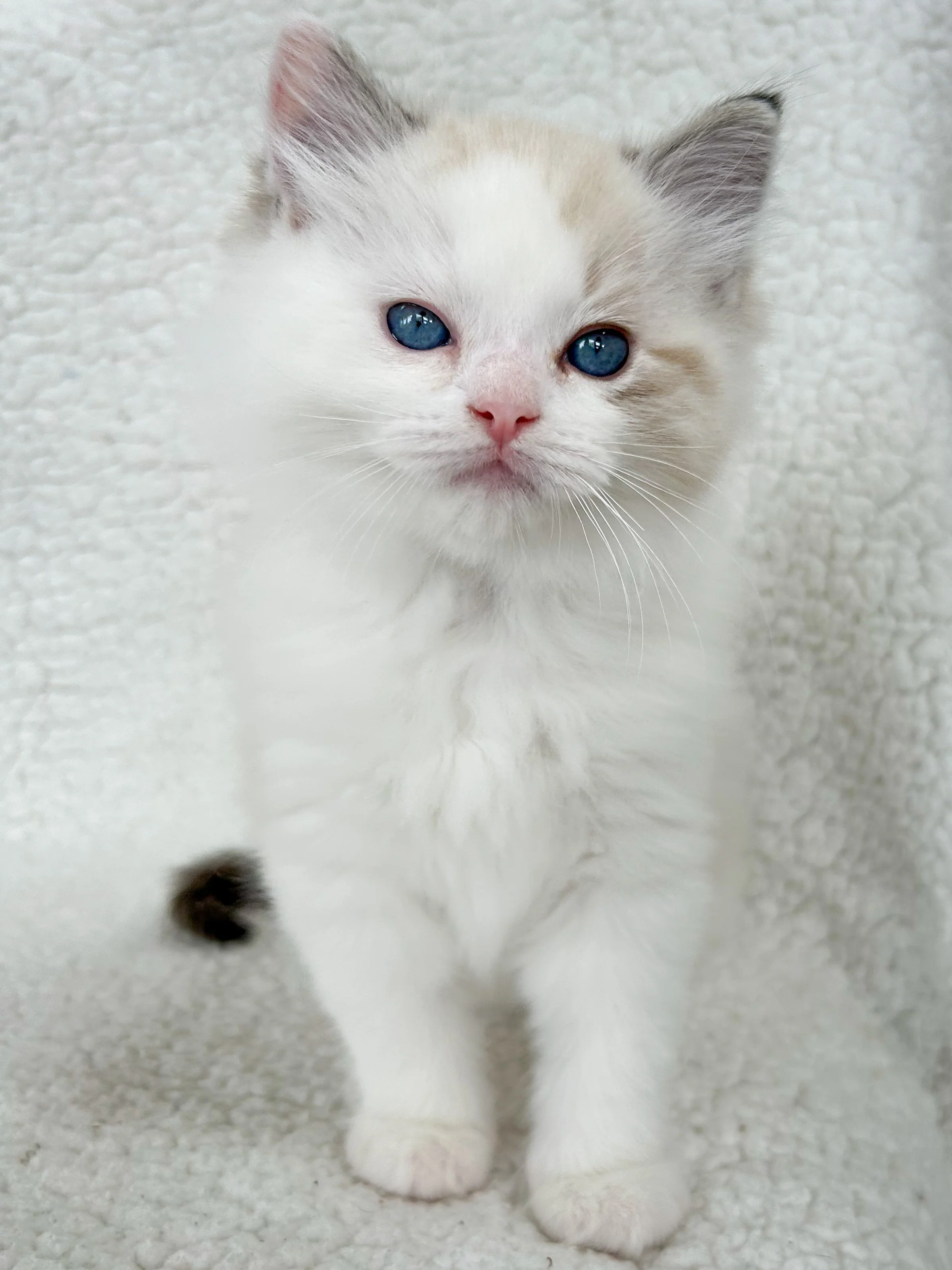 A fluffy white kitten with blue eyes standing on a soft white textured surface.