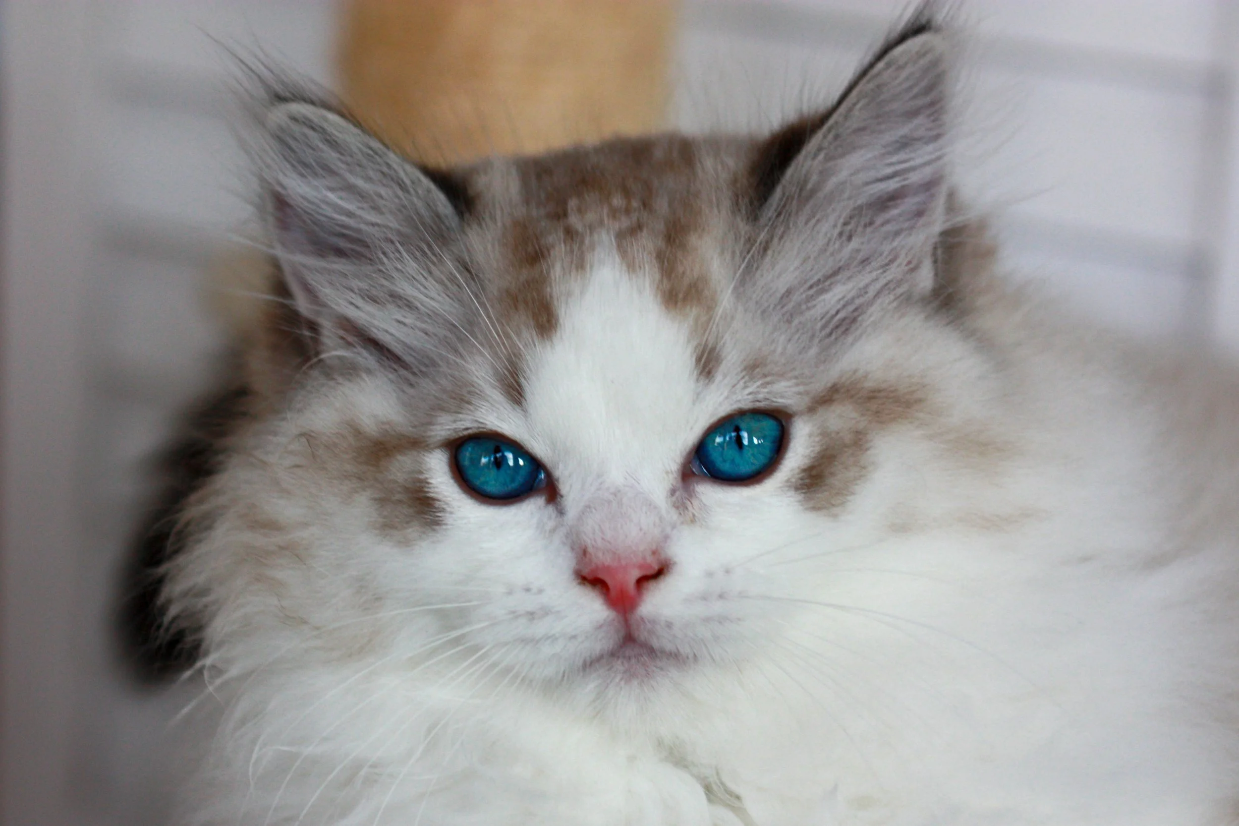 Close-up of a seal lynx point bicolor Ragdoll kitten with striking blue eyes.