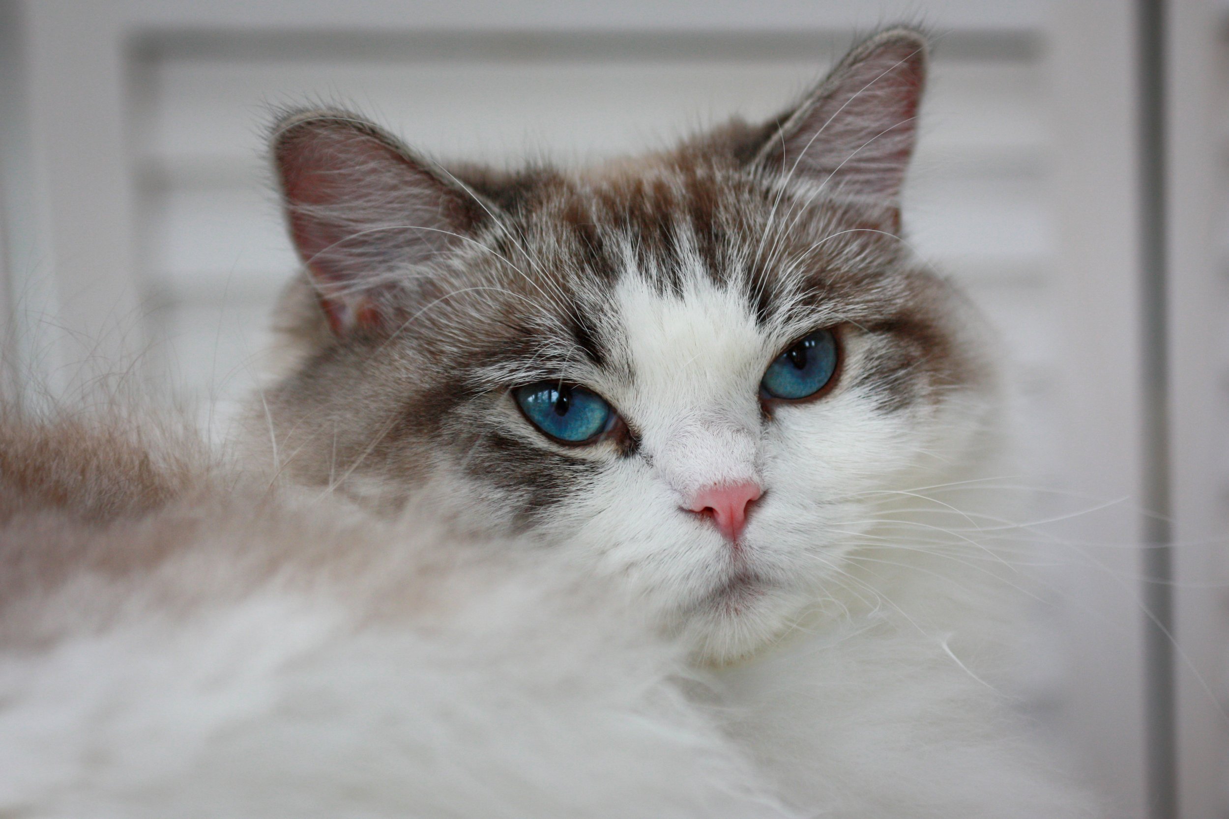Close-up of a seal lynx point bicolor Ragdoll cat with striking blue eyes, fluffy fur, and a pink nose, resting against a soft surface.