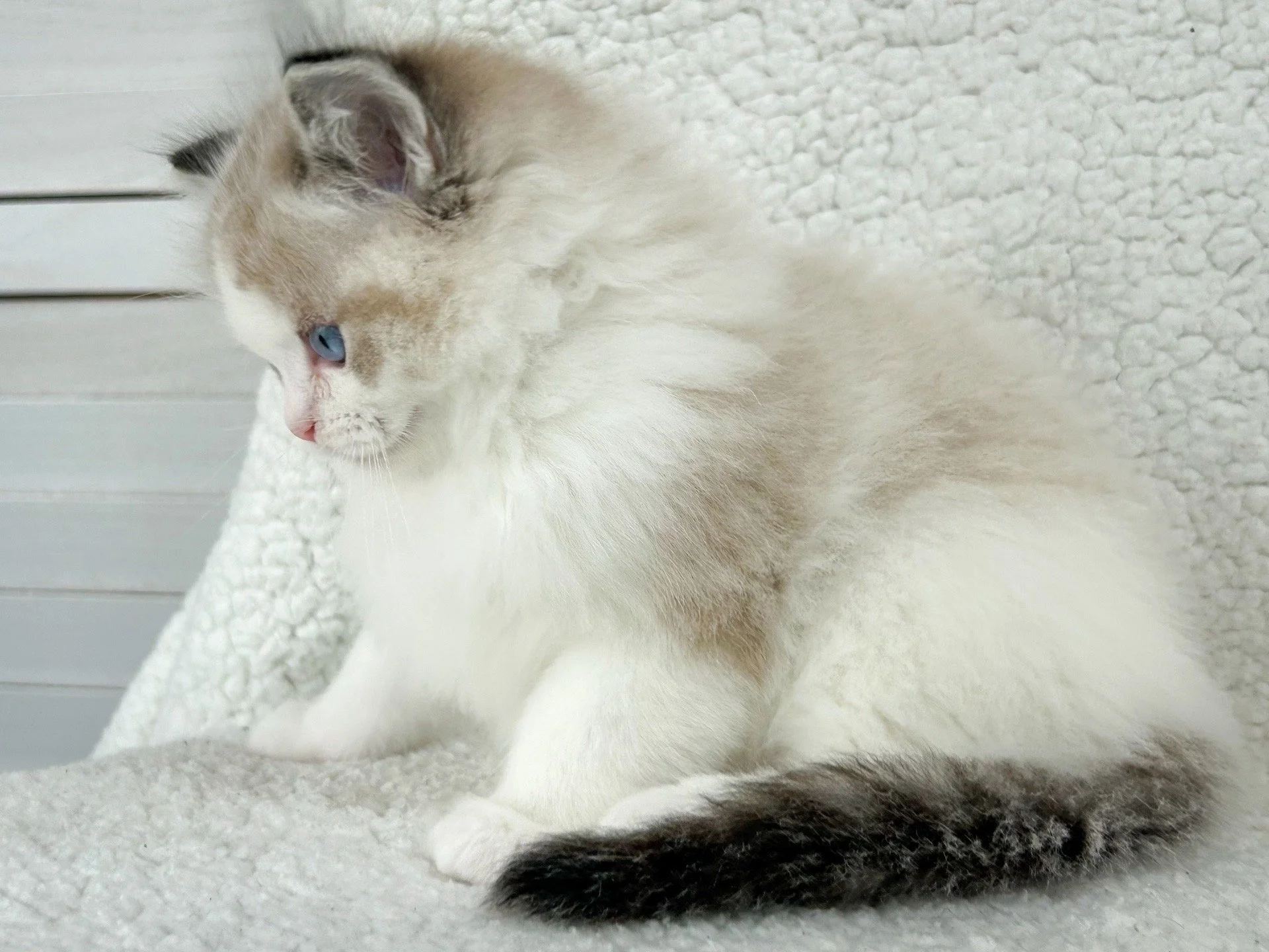 A Ragdoll kitten with blue eyes and seal lynx point bicolor coat, sitting on a soft, white textured surface, with a white wooden background.
