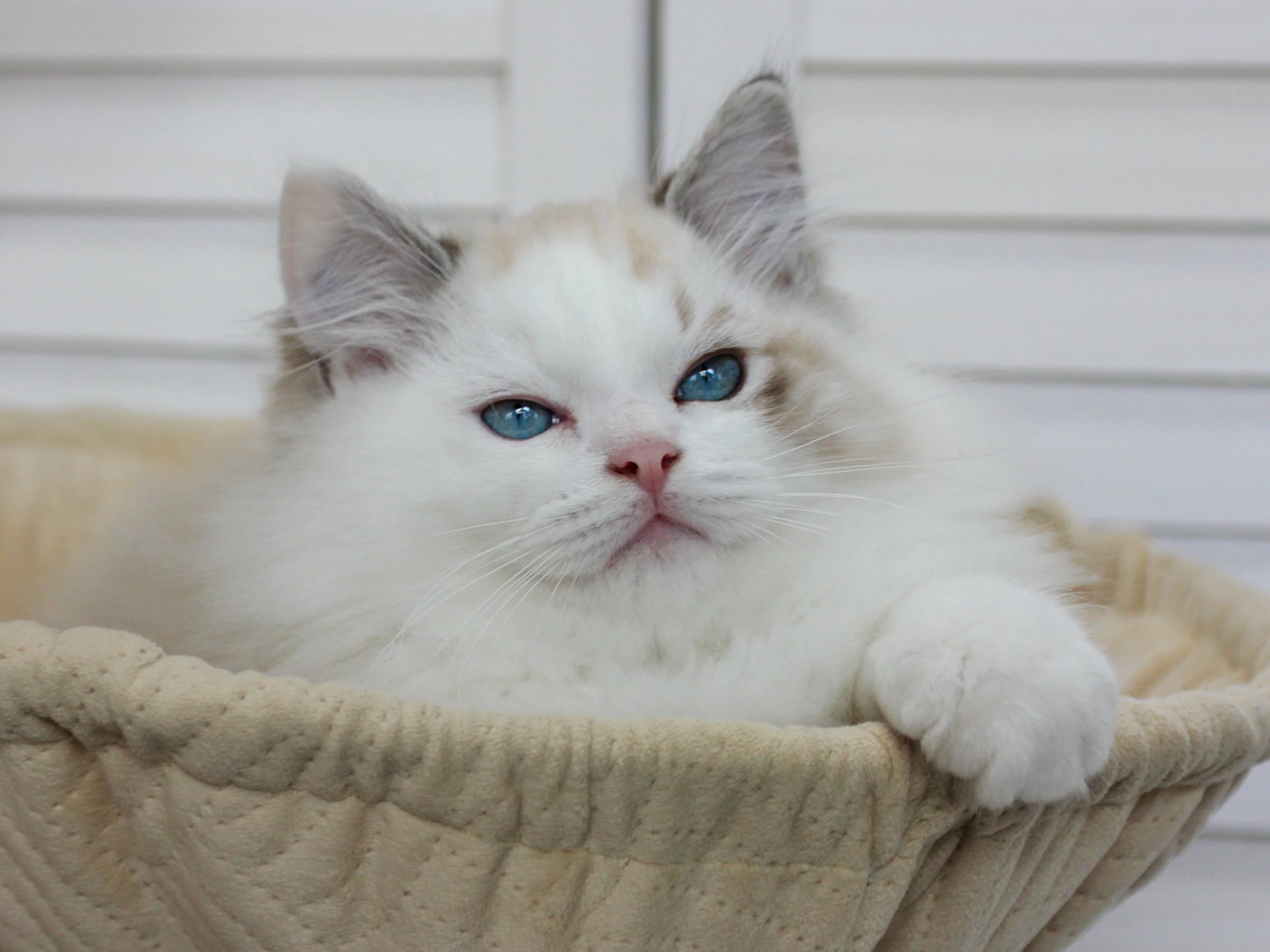 A seal lynx bicolor Ragdoll kitten with blue eyes resting in a beige fabric basket.