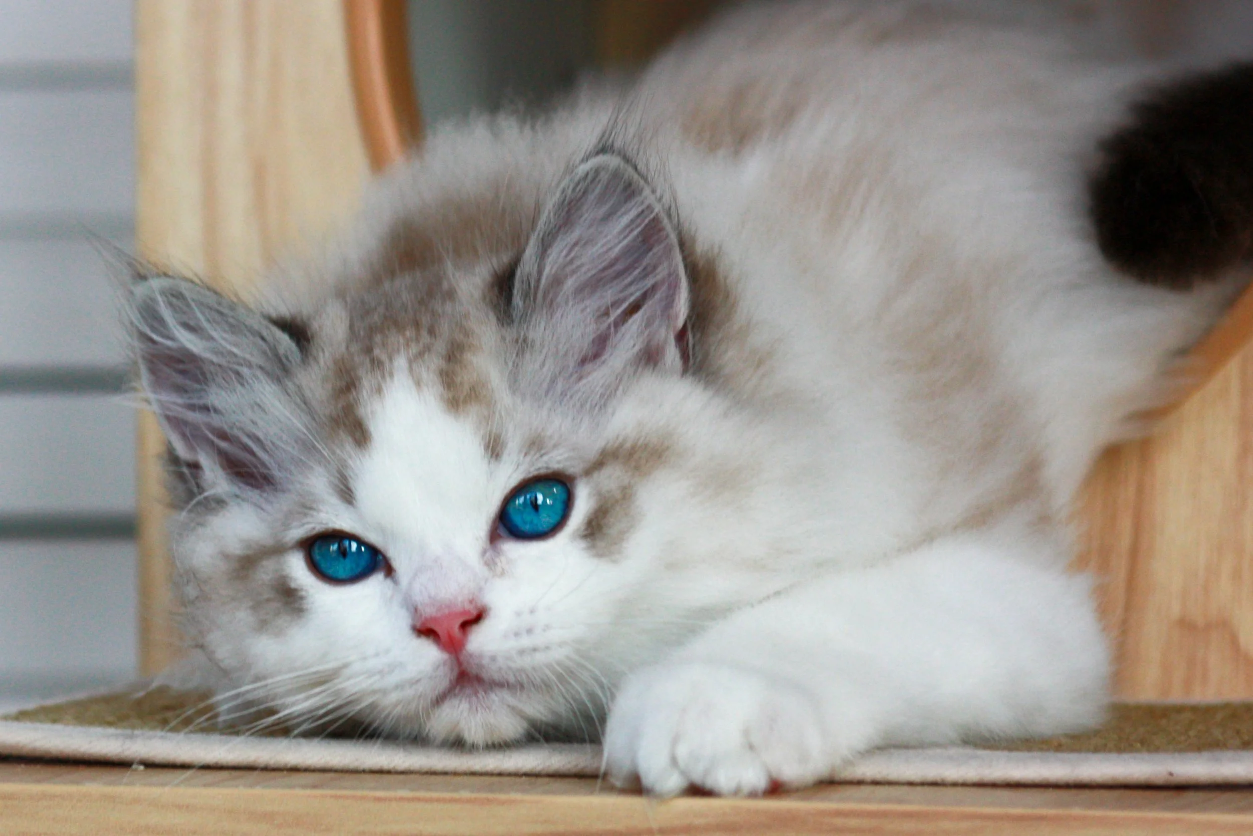 A fluffy seal lynx point bicolor Ragdoll kitten with striking blue eyes lying on a wooden surface, resting its head on its paw.