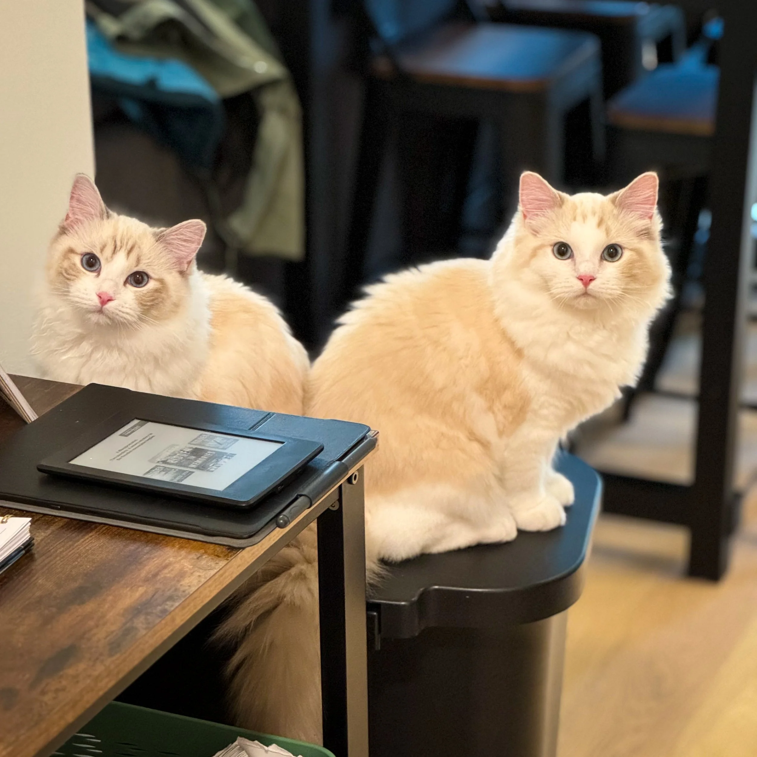 Two fluffy Ragdoll kittens with blue eyes sitting on a black surface in a café, with a wooden table and electronic devices nearby.