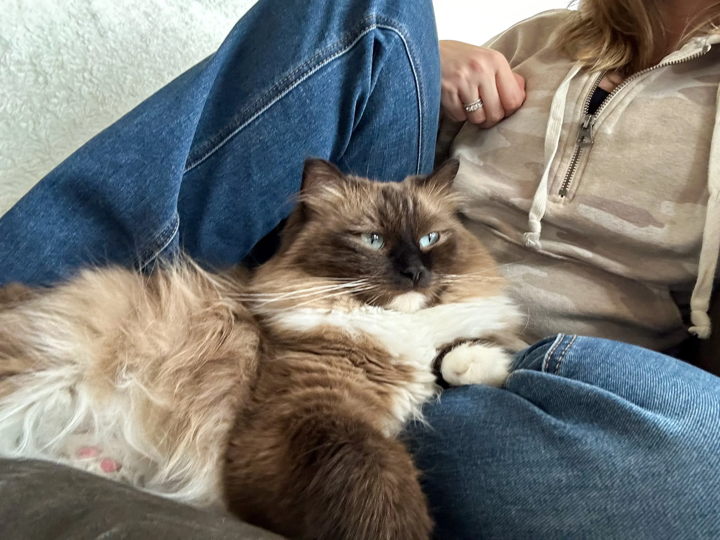 A person sitting on a couch with a fluffy Cherubim cat resting on their lap.