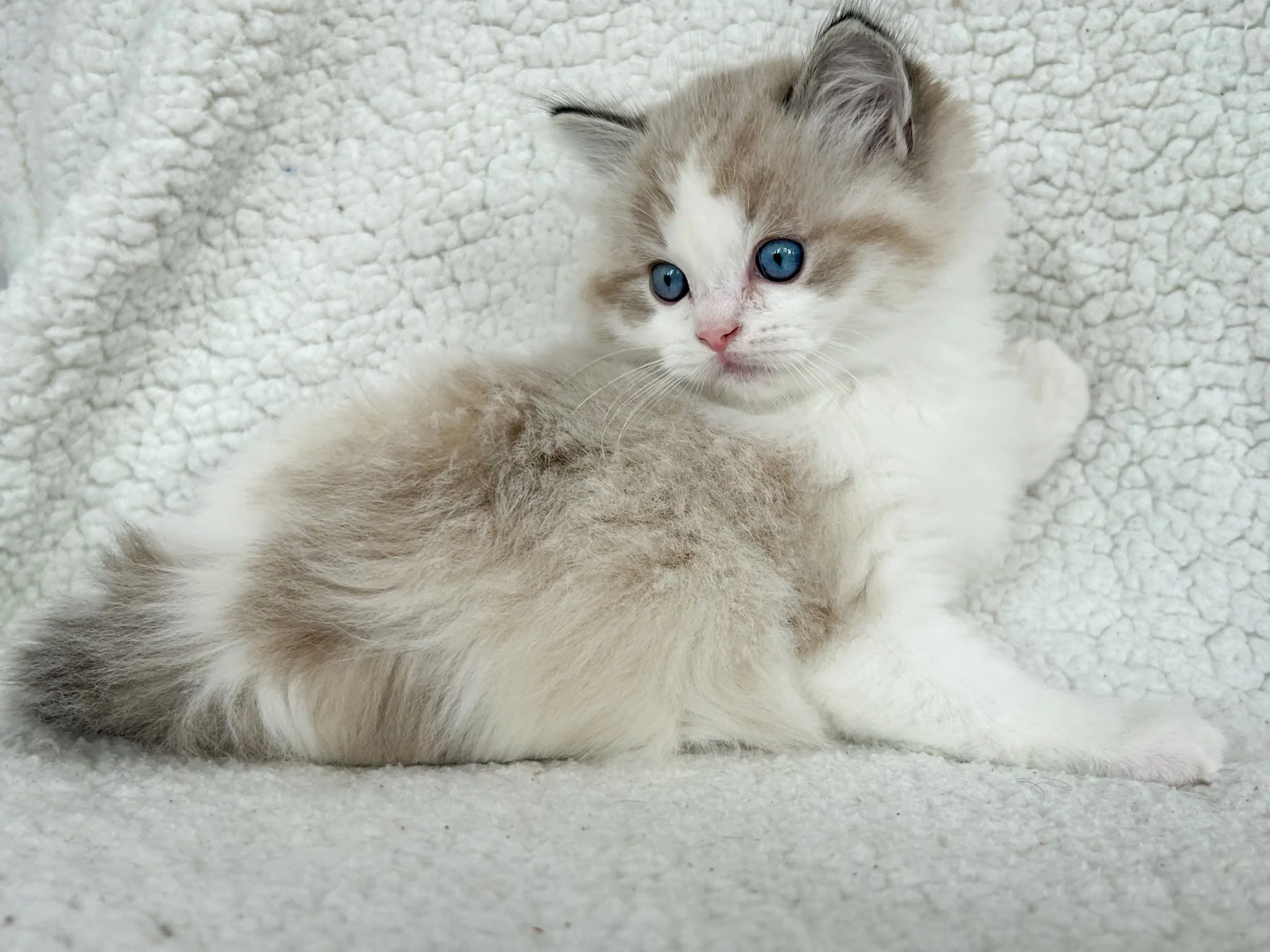 A fluffy kitten with blue eyes, cream and gray fur, lying on a white textured blanket.