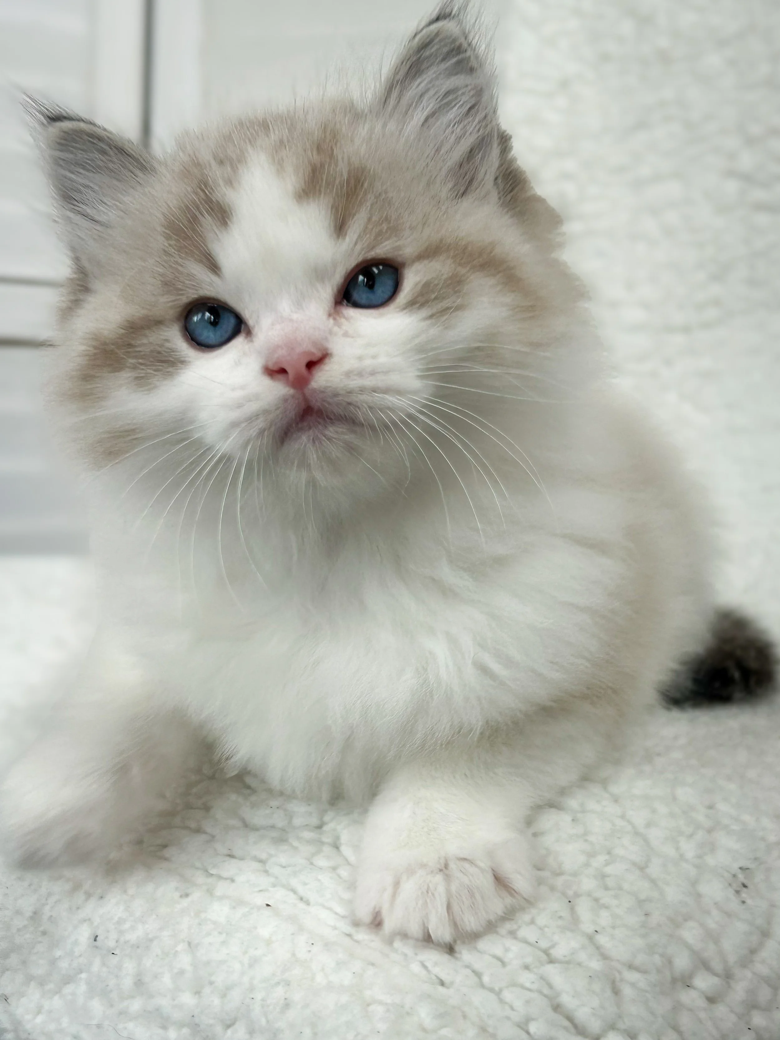 Close-up of a fluffy seal lynx point bicolor Ragdoll kitten with blue eyes, sitting on a soft white surface.