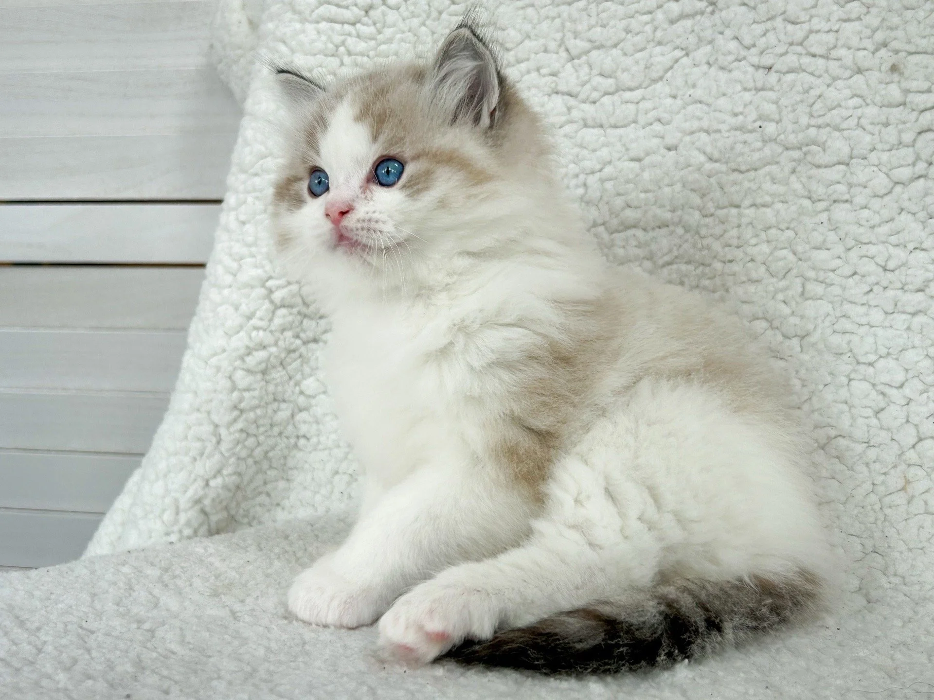 Cute seal lynx point bicolor Ragdoll kitten with blue eyes sitting on a plush blanket.