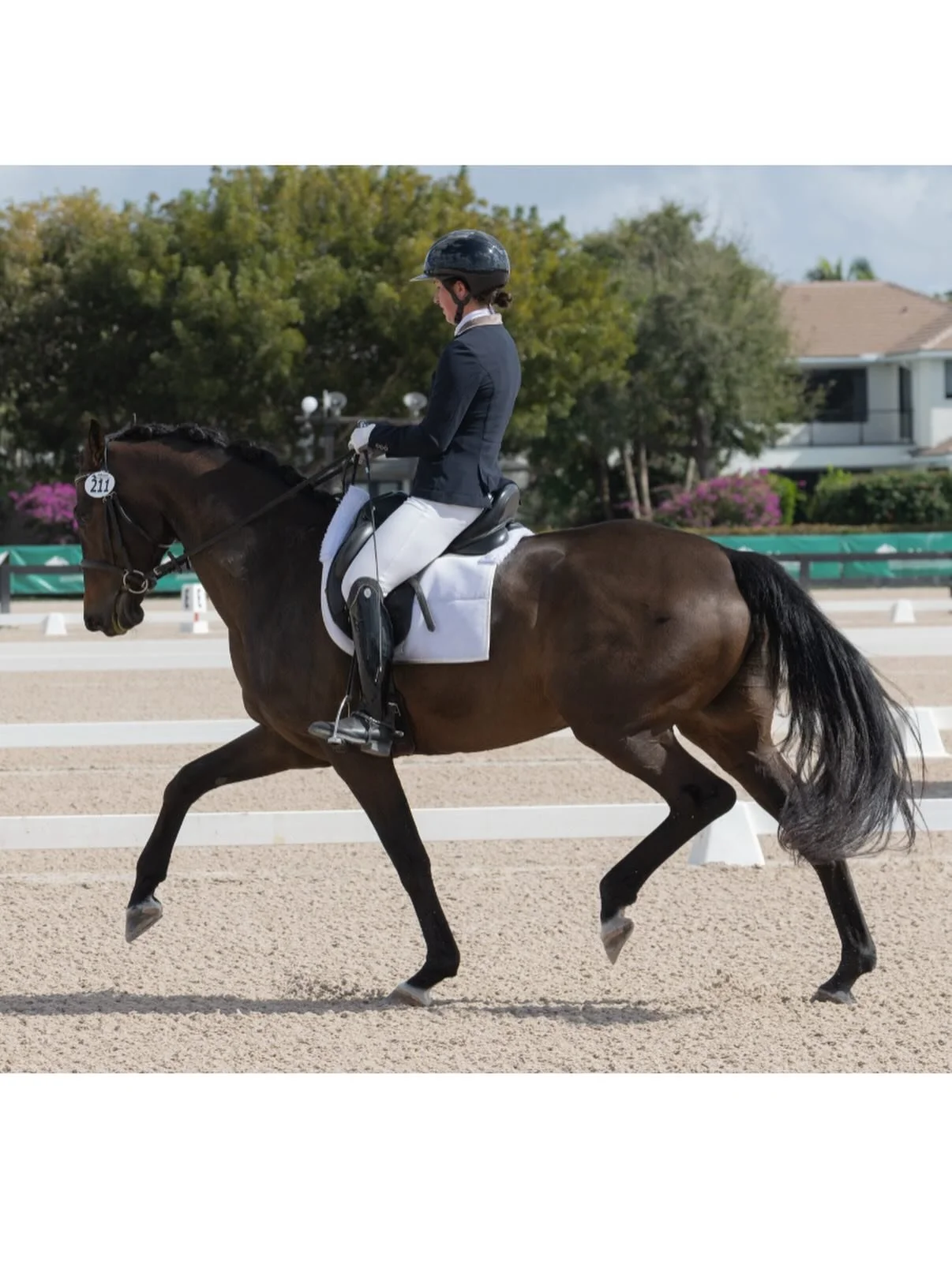 Reminiscing on a wonderful week 5 with our dear Franziska HVH and looking forward to getting back in the ring for week 8!

Franziska HVH is competing in the FEI 6 year olds and finishing up qualifying scores for second level. 

Thank you Joanna Crill