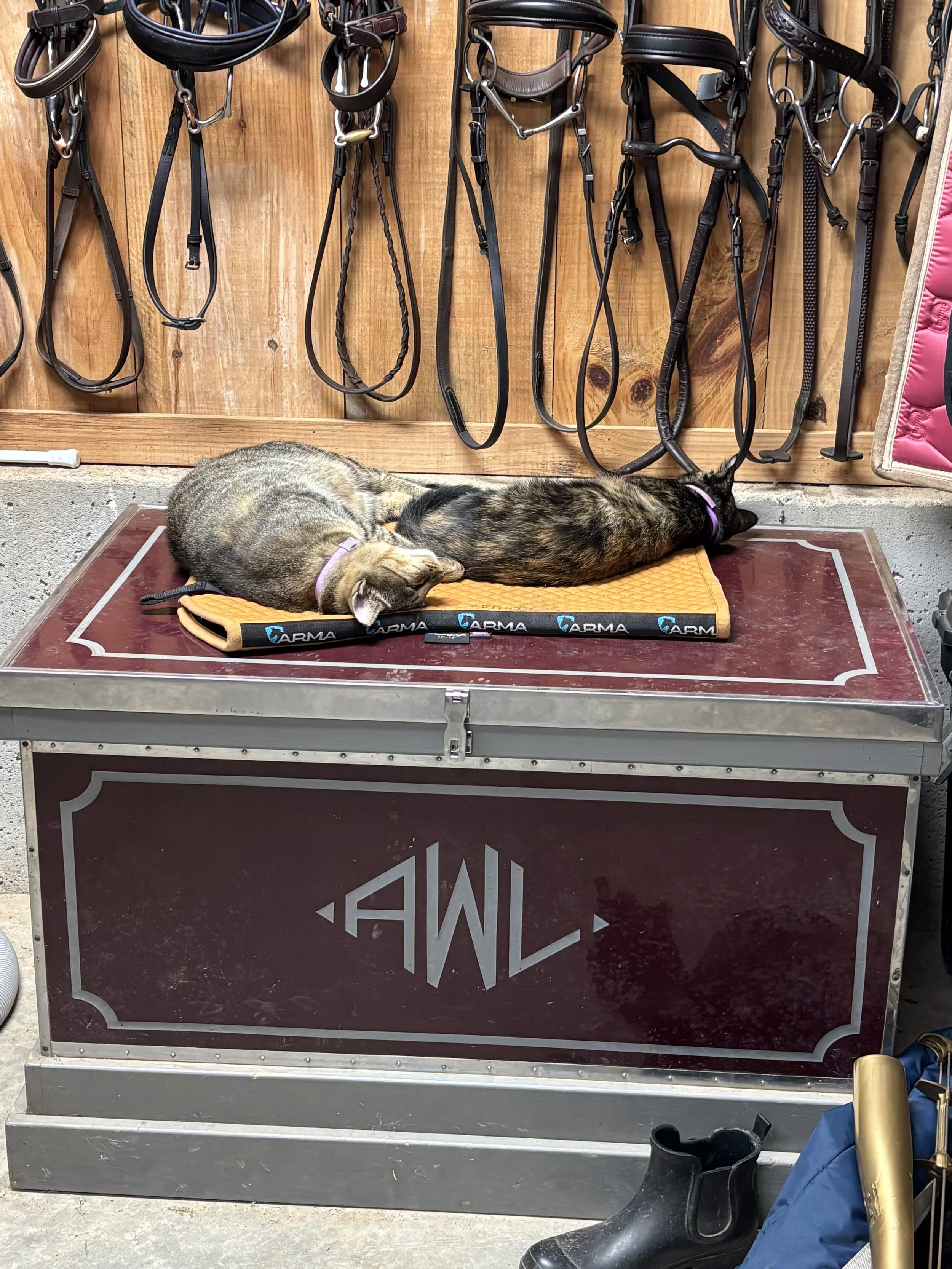 Two cats lying on a mat on top of a maroon and silver-colored storage trunk in a tack room with various bridles hanging on the wooden wall behind them.