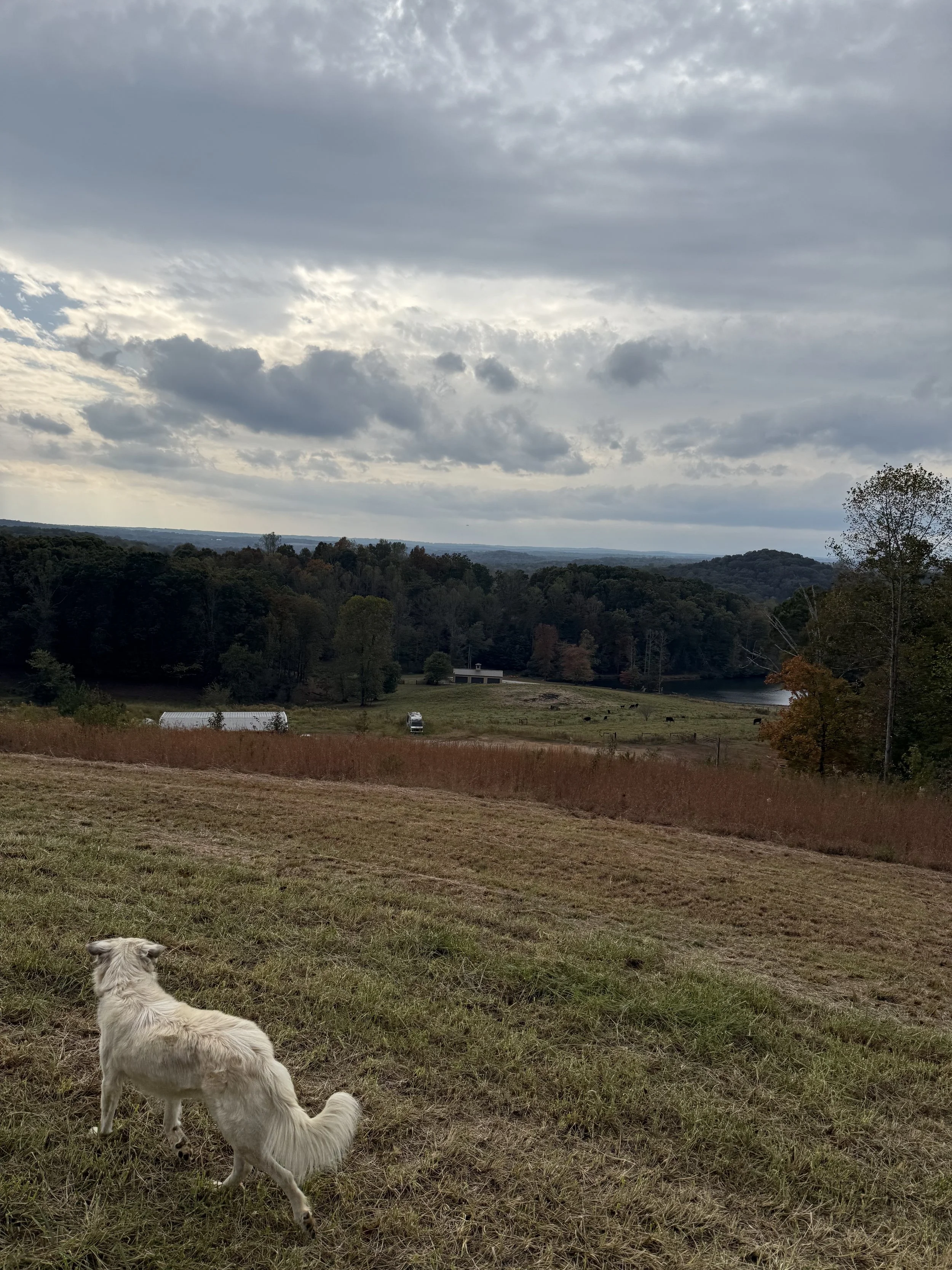 A white dog sitting on a grassy hill overlooking a rural landscape with trees, a pond, and a cloudy sky.