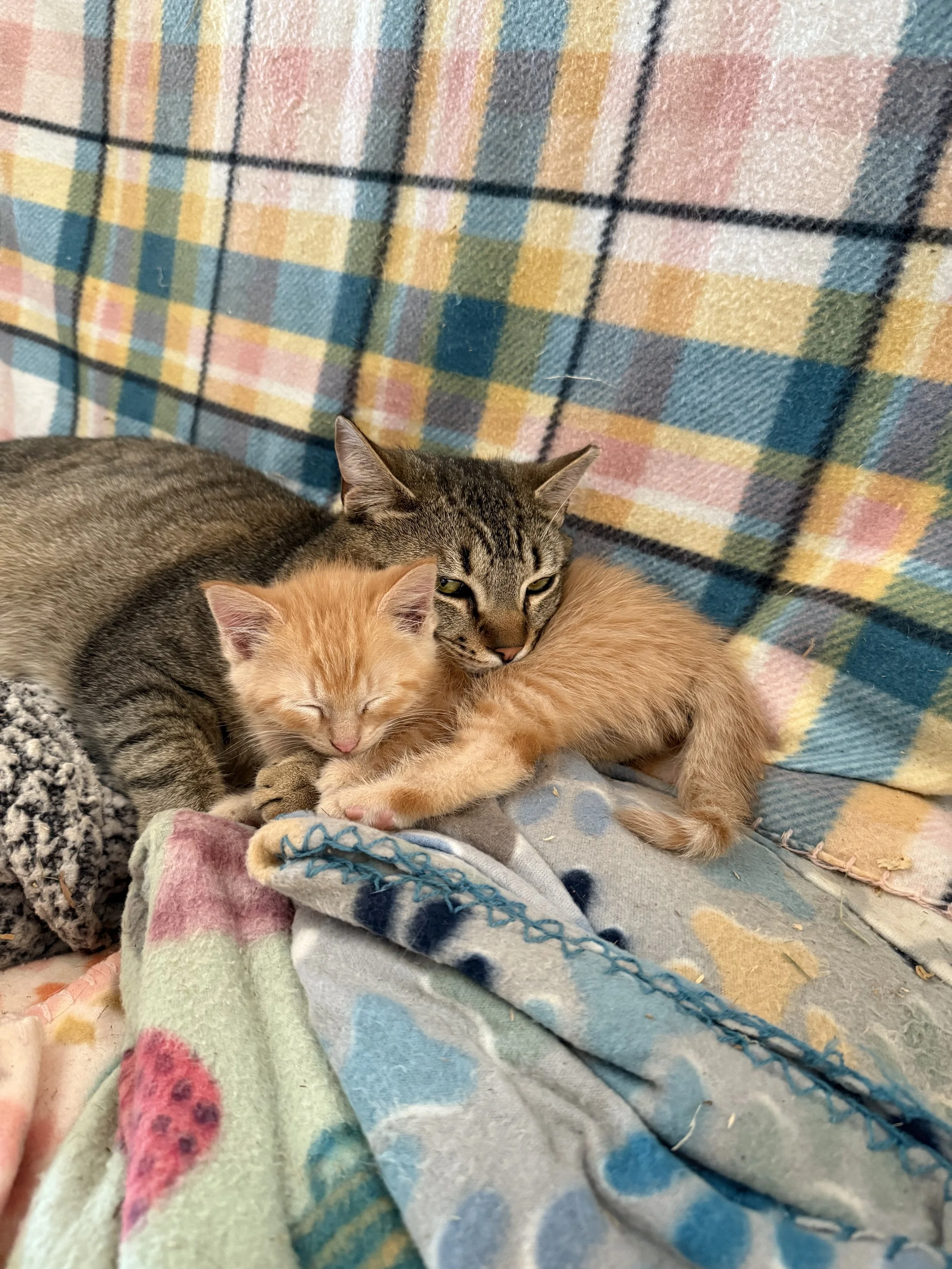 Two cats, one gray tabby and one orange kitten, cuddling on colorful blankets and a patterned plaid fabric background.
