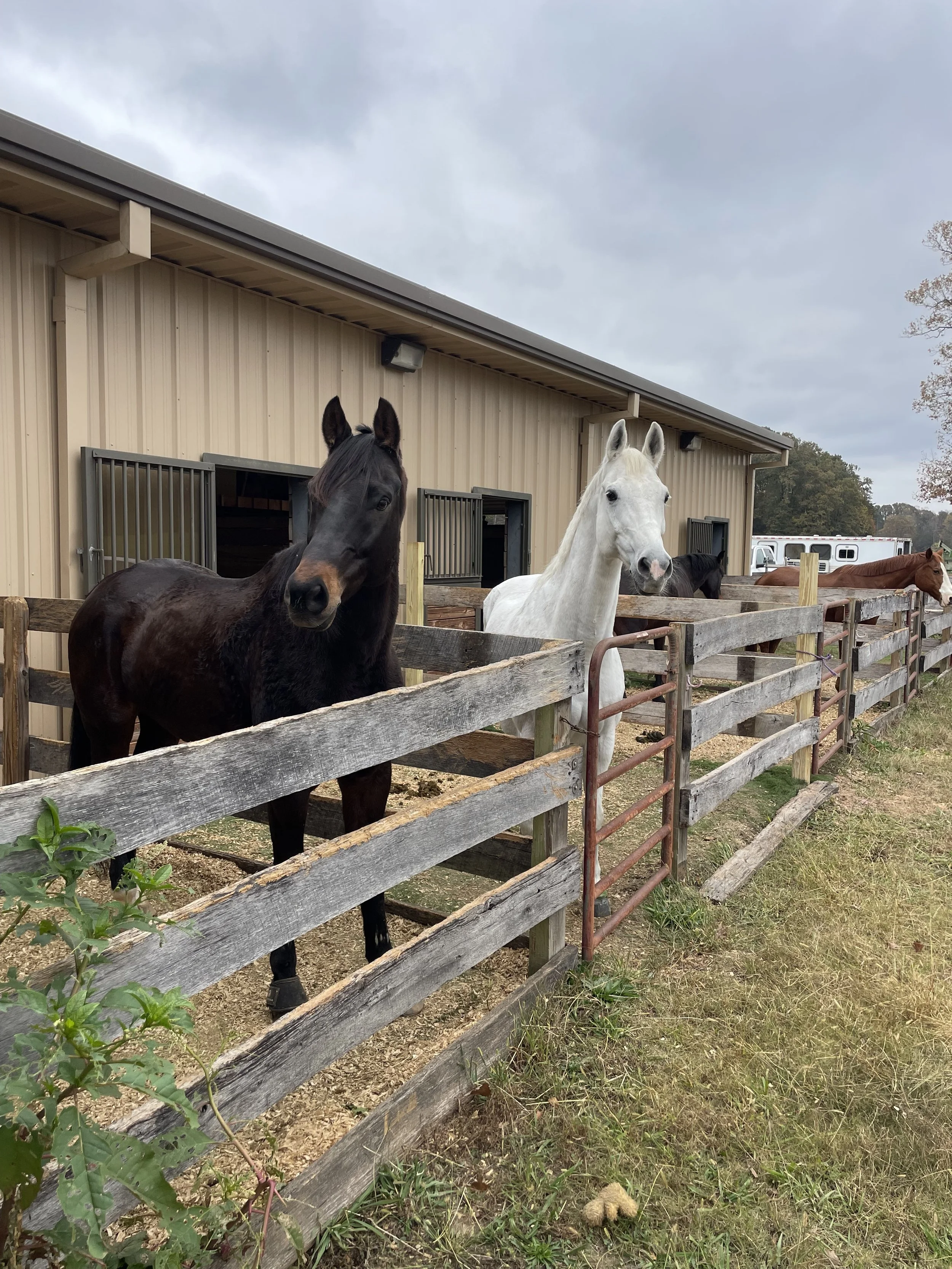 Several horses stand in outdoor stalls near a beige building with metal siding, under a cloudy sky.