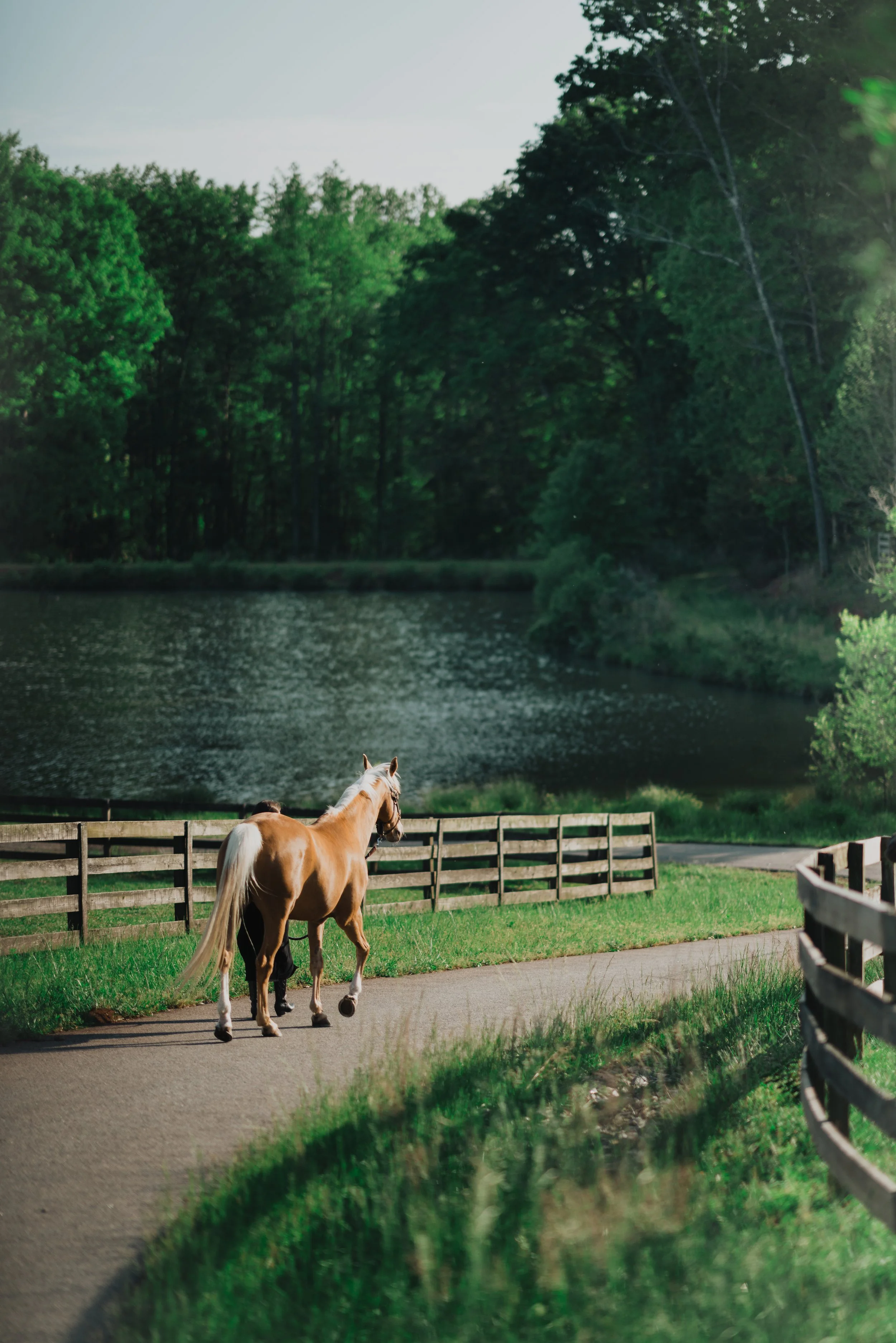 A person walking a light brown horse on a paved path next to a wooden fence, with a pond and trees in the background.