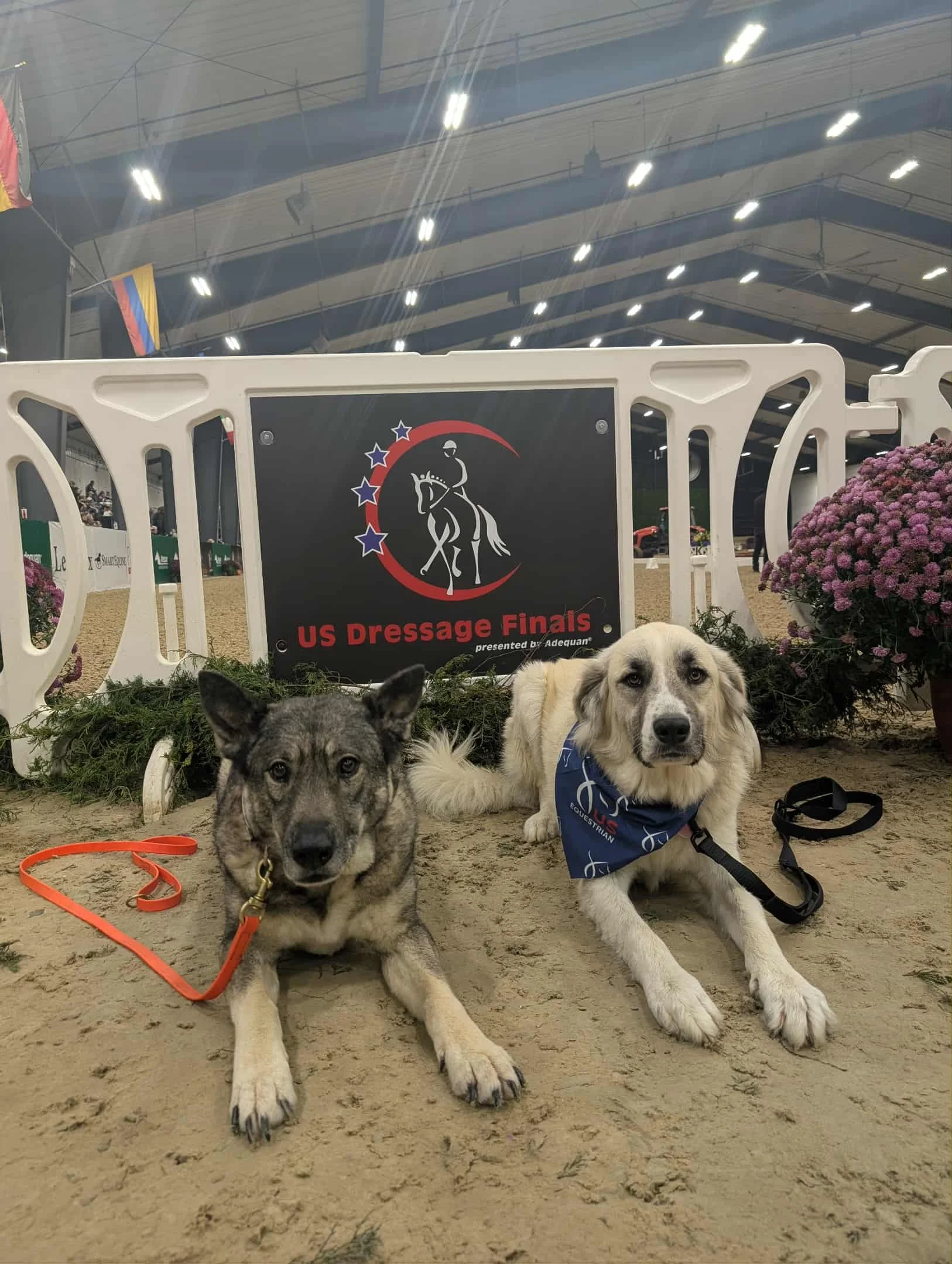 Two dogs lying down on the ground in front of a sign that reads "US Dressage Finals" in an indoor arena. The dog on the left is a gray and black mixed breed with an orange leash, and the dog on the right is a light-colored retriever with a blue banda