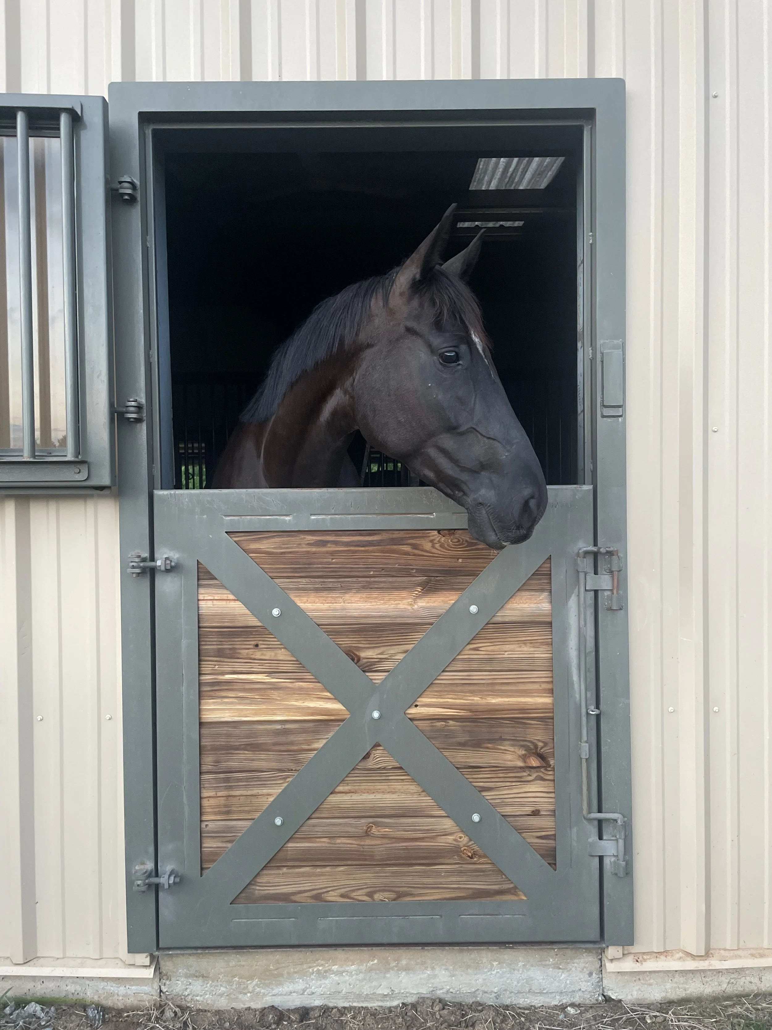 A black horse with a dark mane looking out from a horse stall with wood and metal doors.