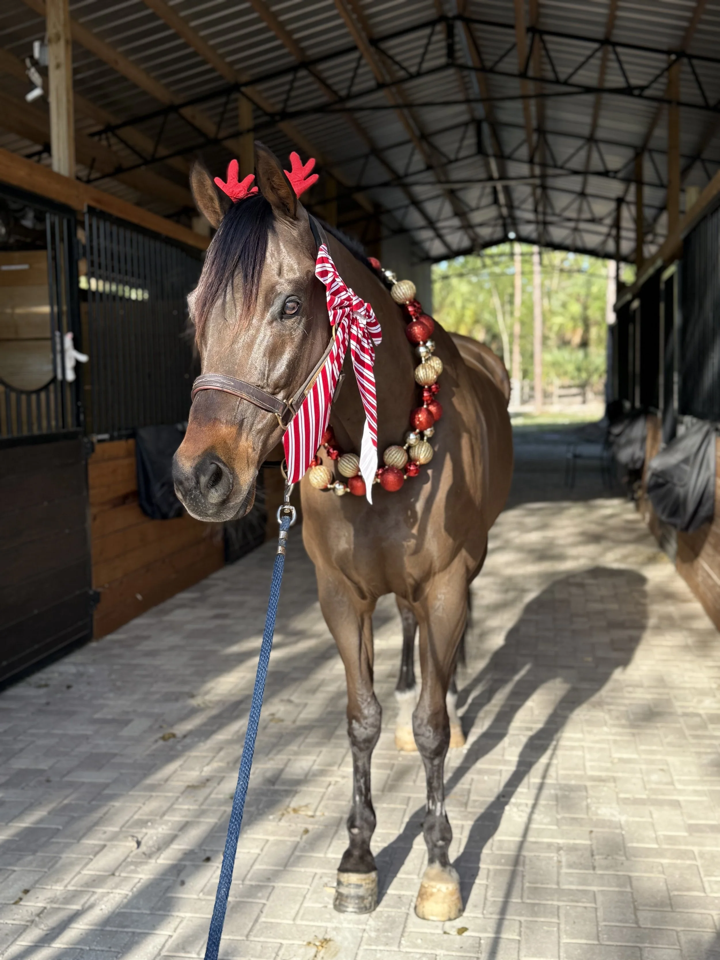 A brown horse with holiday decorations, including reindeer antlers, a striped ribbon, and a string of red and gold ornaments, standing in a stable.