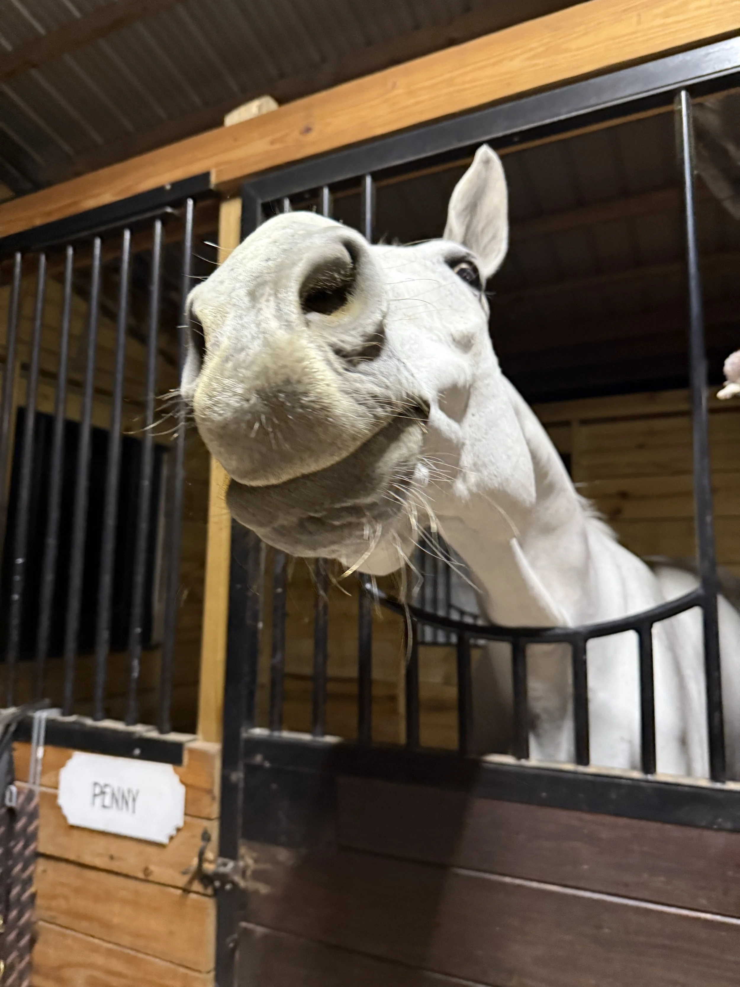 Close-up of a white horse's face in a stable, looking out through black metal bars.