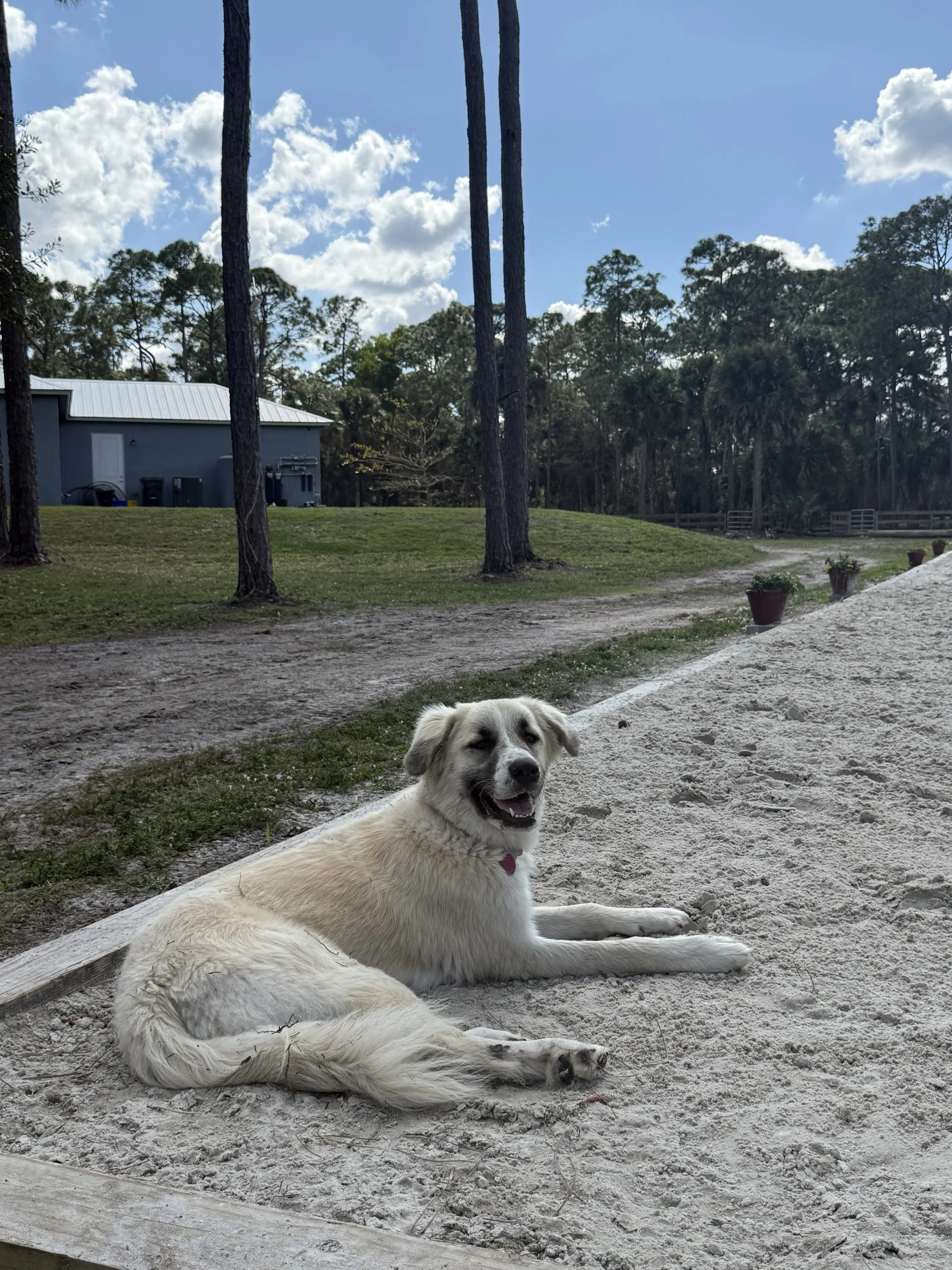 A happy, tan and white dog with a red collar lying on a sandy surface outdoors under a partly cloudy sky.