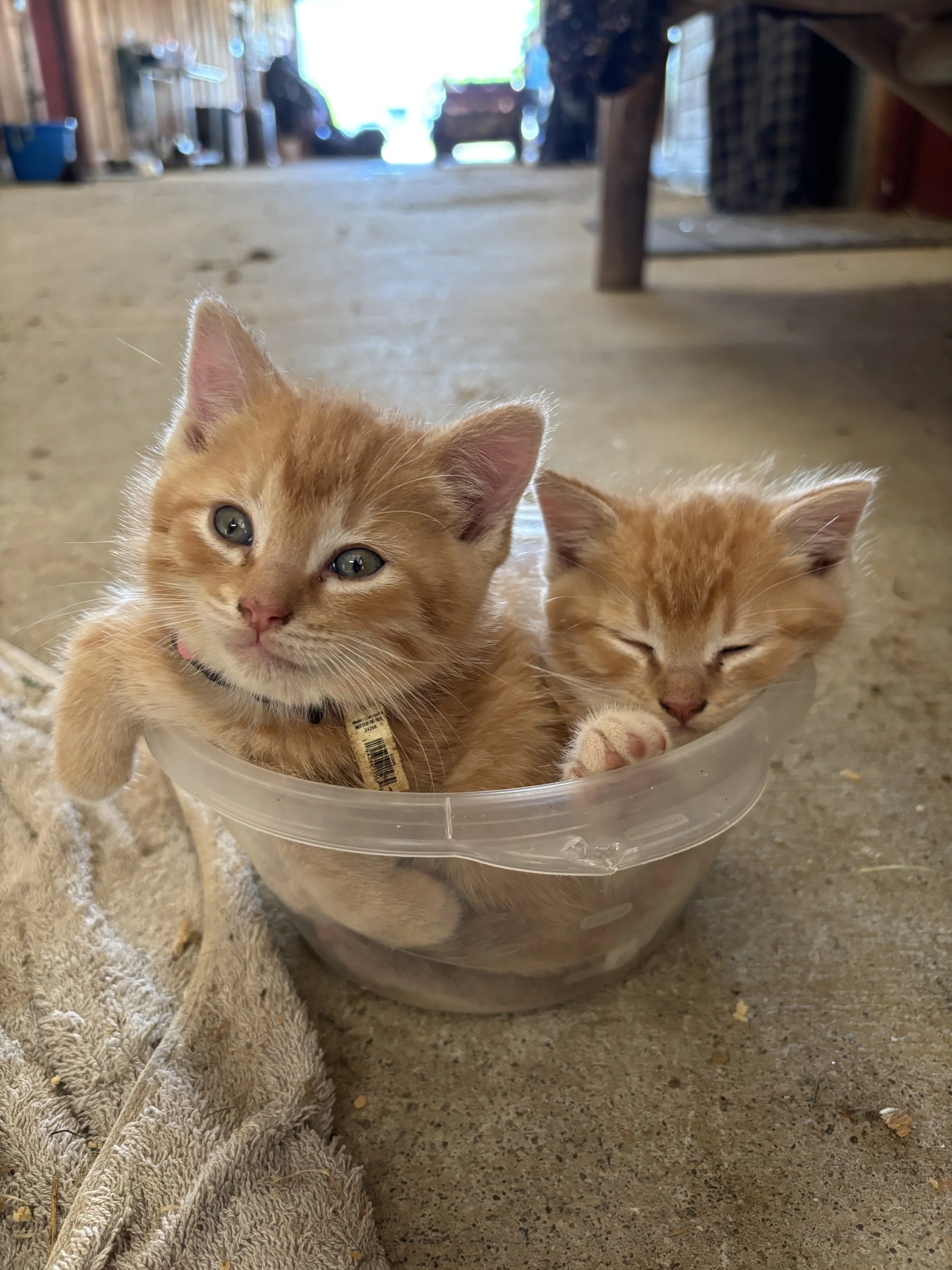 Two orange kittens inside a transparent plastic container on a concrete floor, with a blanket nearby, in a barn or workshop setting.