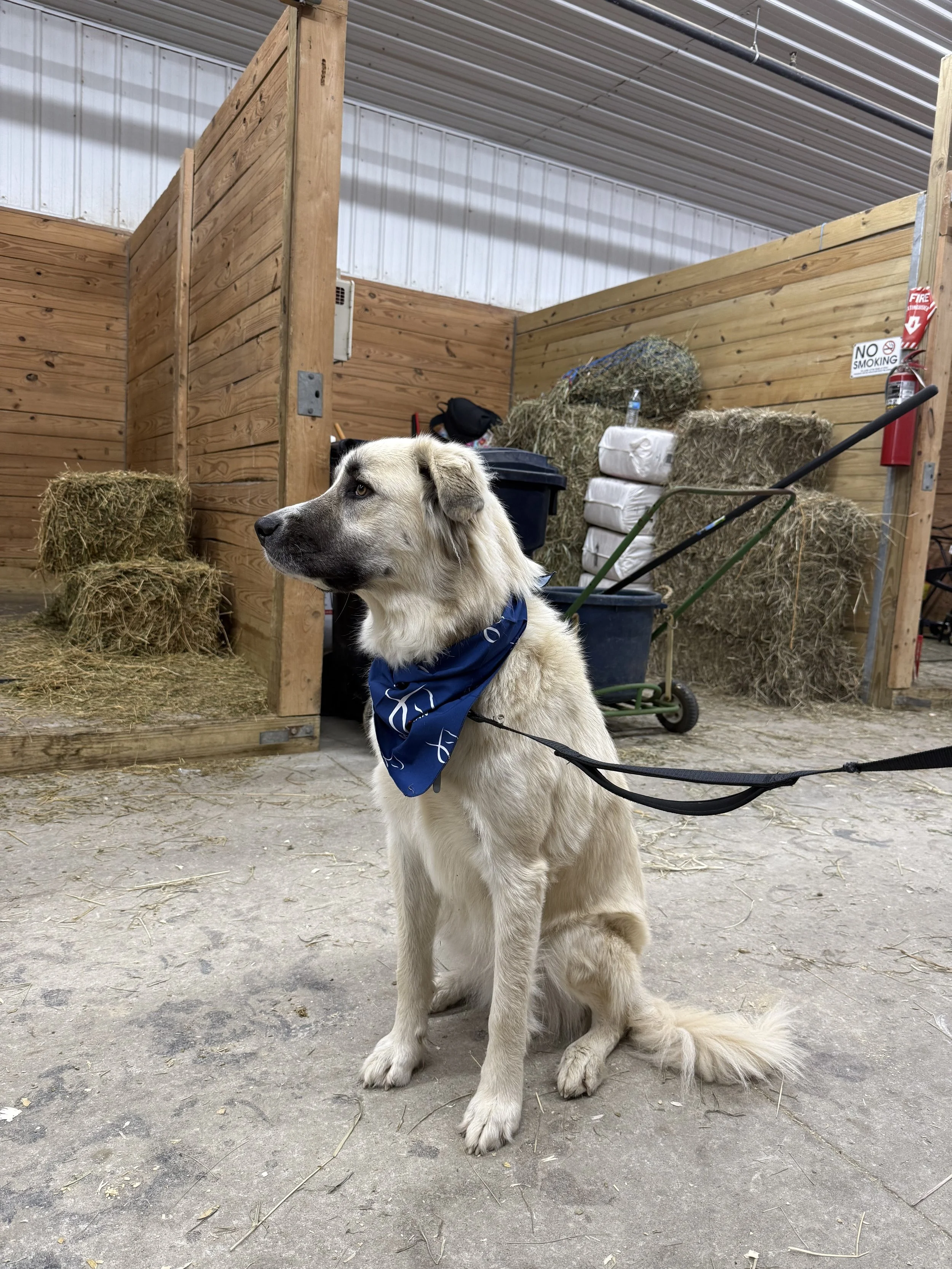 A young dog with a beige coat and black markings around its face, sitting inside a barn or stable with hay bales and wooden panels in the background, wearing a blue bandana around its neck.