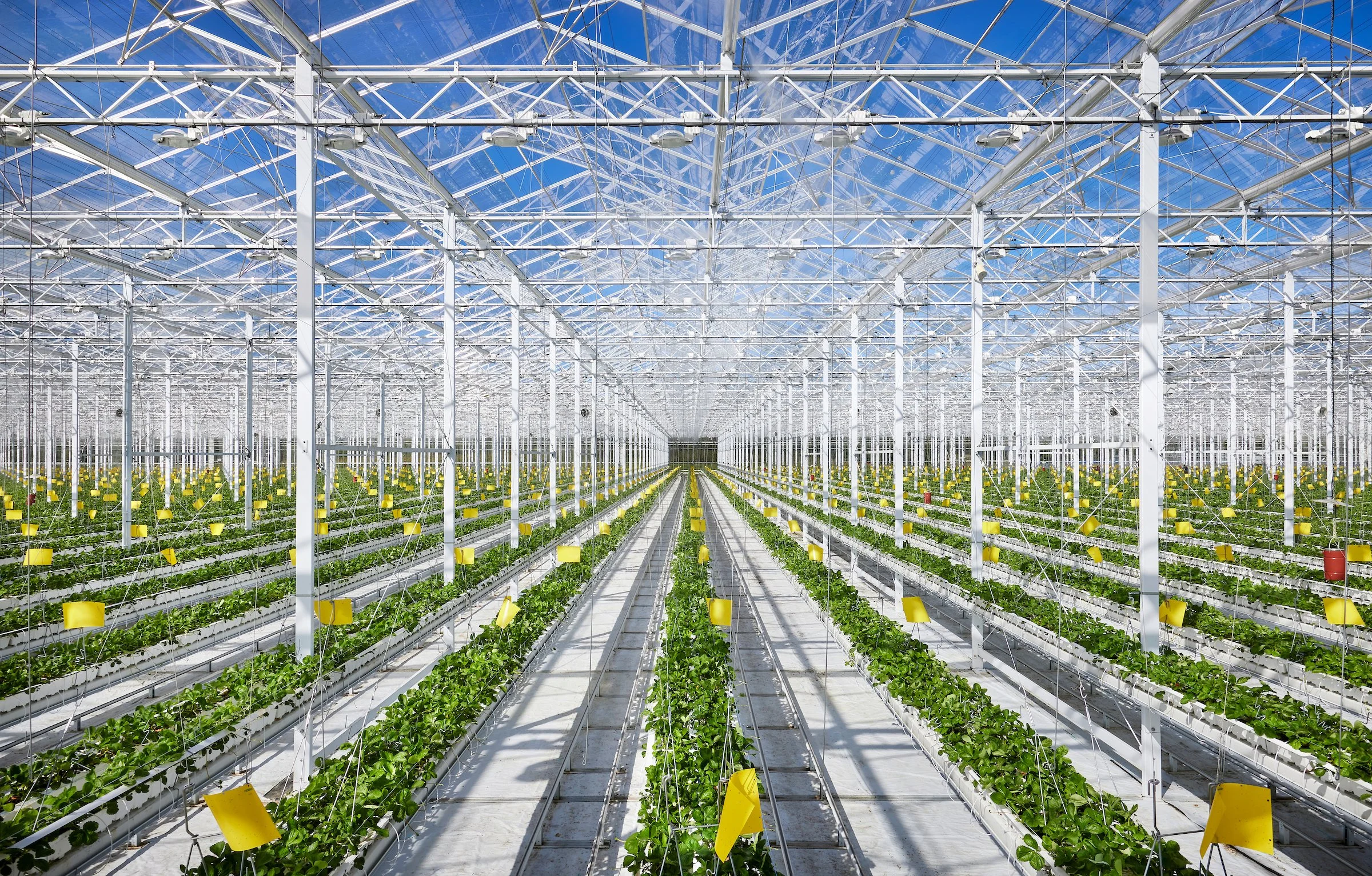 Sunset©Muggenborg_sunset grown 443.jpg