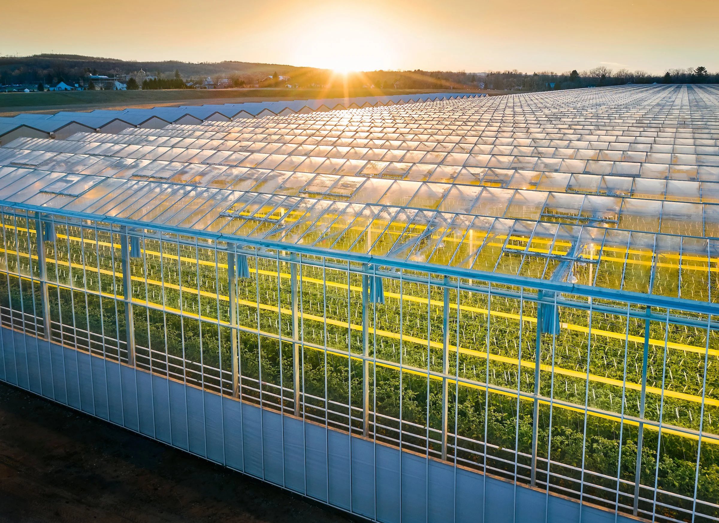 Sunset over a large greenhouse with transparent roof panels, showing rows of plants inside.