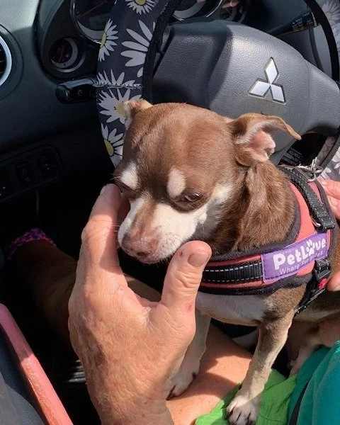 Pups Jack and Pearl were excited to visit the Pet Pantry at Grace Episcopal Church this week. The pantry for cats and dogs is on the first Wednesday of every month at the same time as the Halifax Urban Ministries Food Pantry. If you would like to don