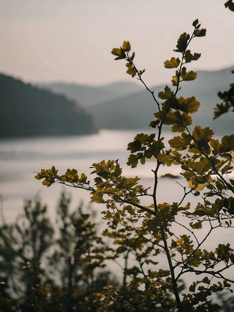 Close-up of tree branches with yellow-green leaves near a body of water with distant mountains in the background during sunset or sunrise.