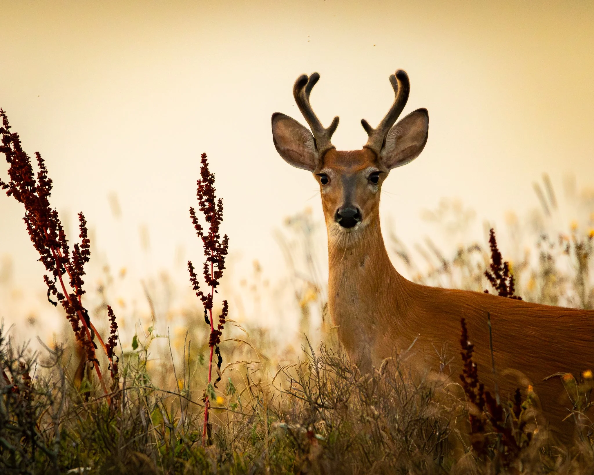 A deer with small antlers standing in a field of tall, dried plants and grasses.