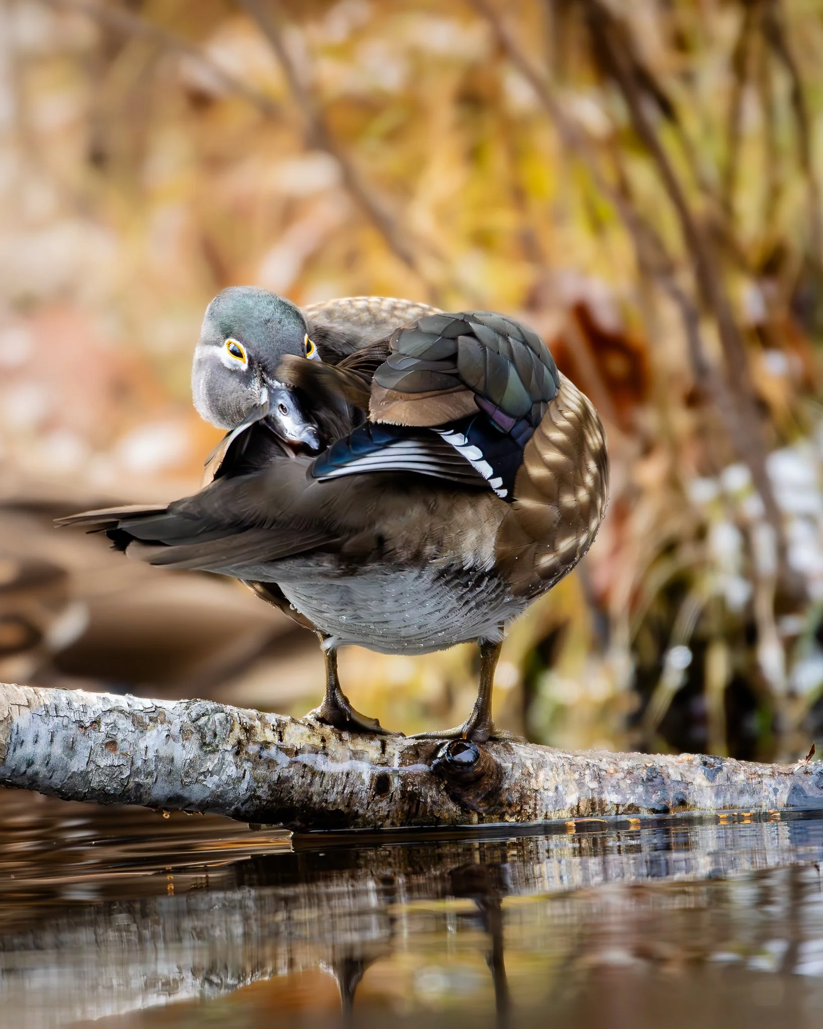 A  wood duck preening itself on a log near water, with autumnal foliage in the background.