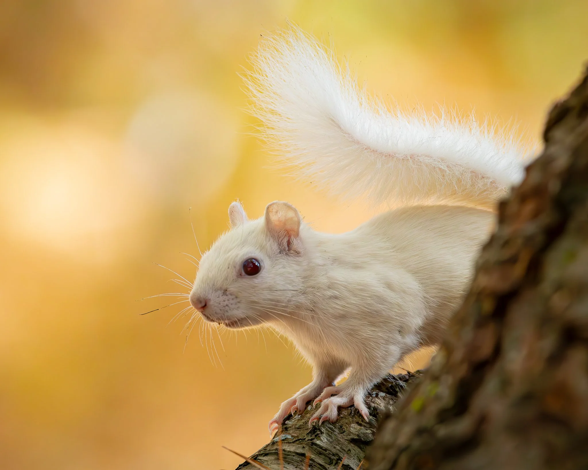 A white squirrel perched on a tree branch with a blurred yellow and orange background.