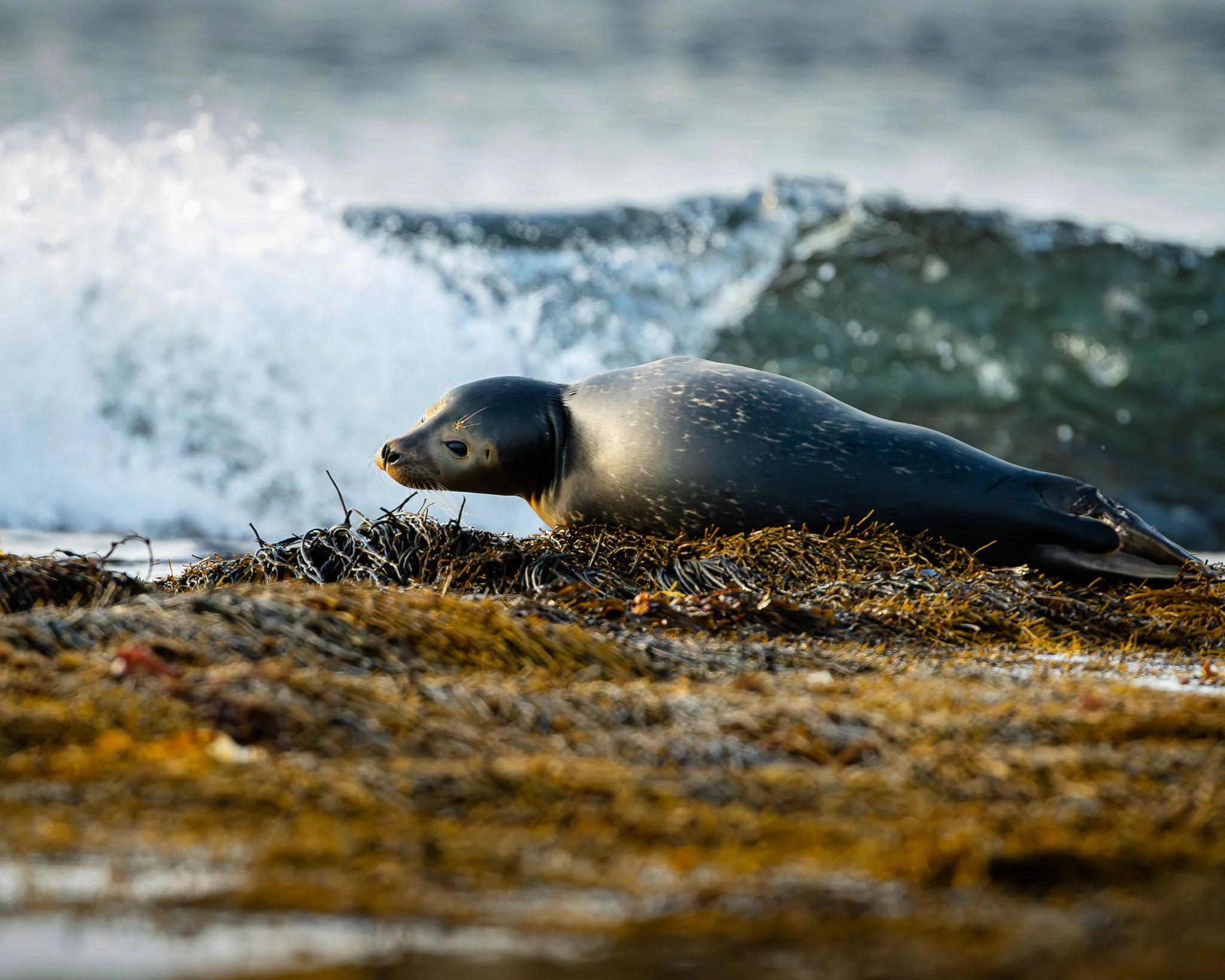 A seal resting on a beach covered with seaweed with waves crashing in the background.