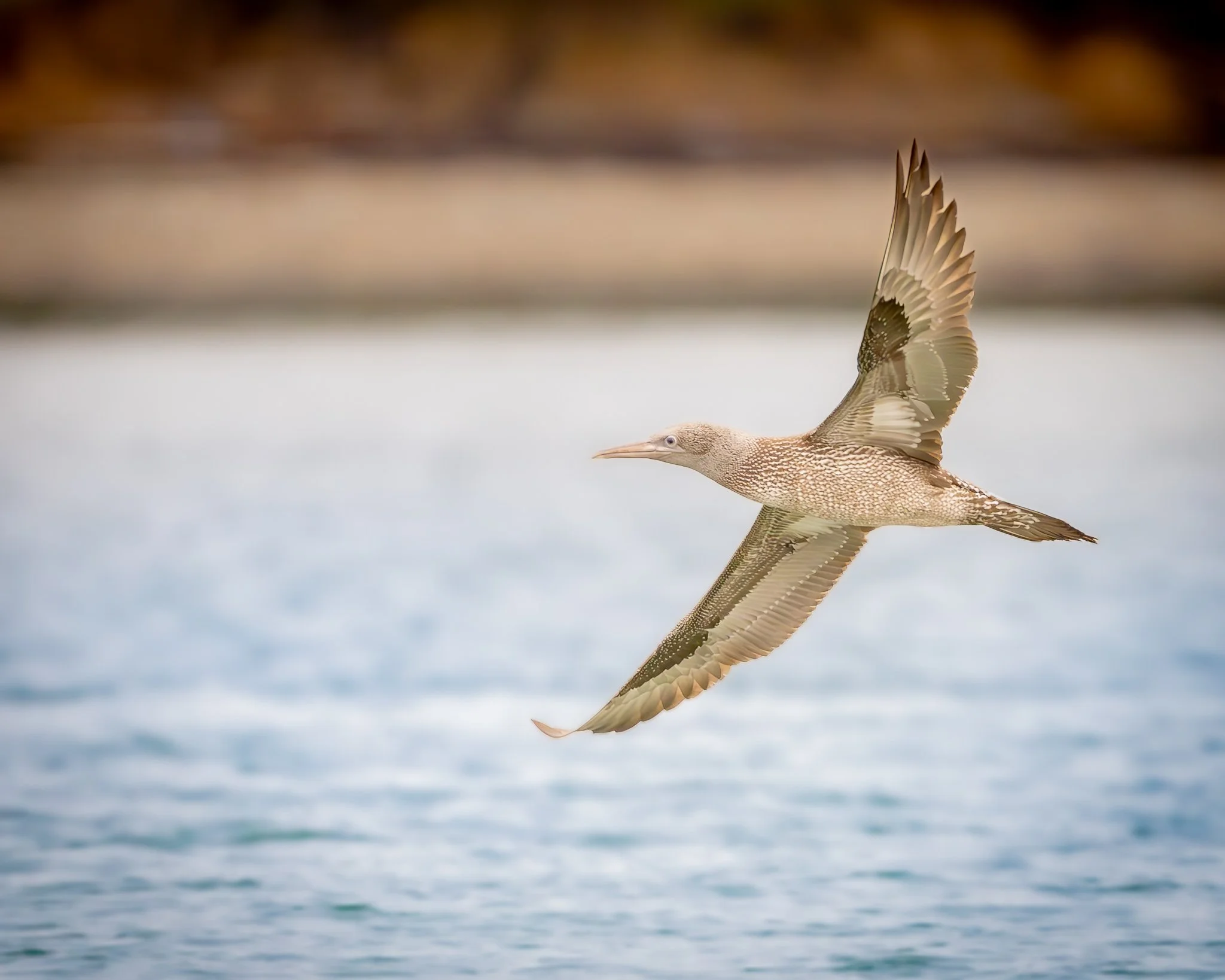 A immature northern gannet flying over water with a blurred shoreline in the background.