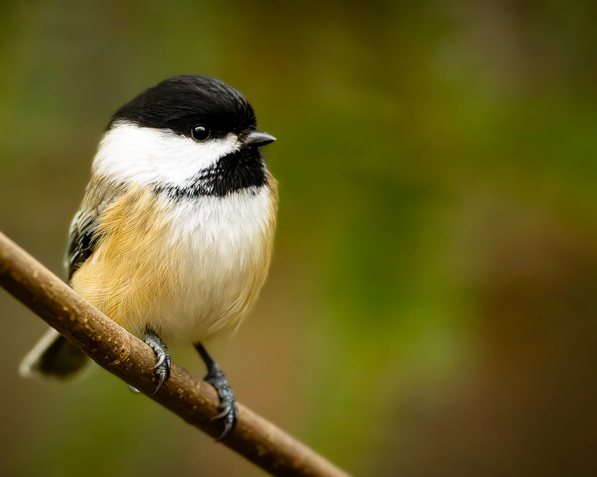 Black capped chickadee perched on a branch.