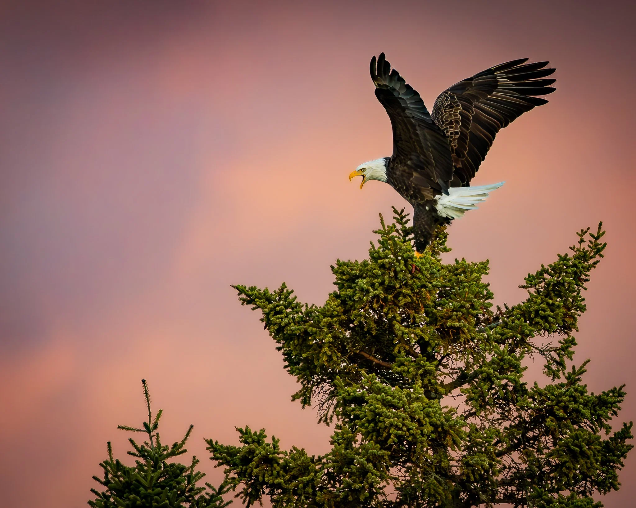 An adult bald eagle with outstretched wings perched on top of a green pine tree against a pink and purple sky.