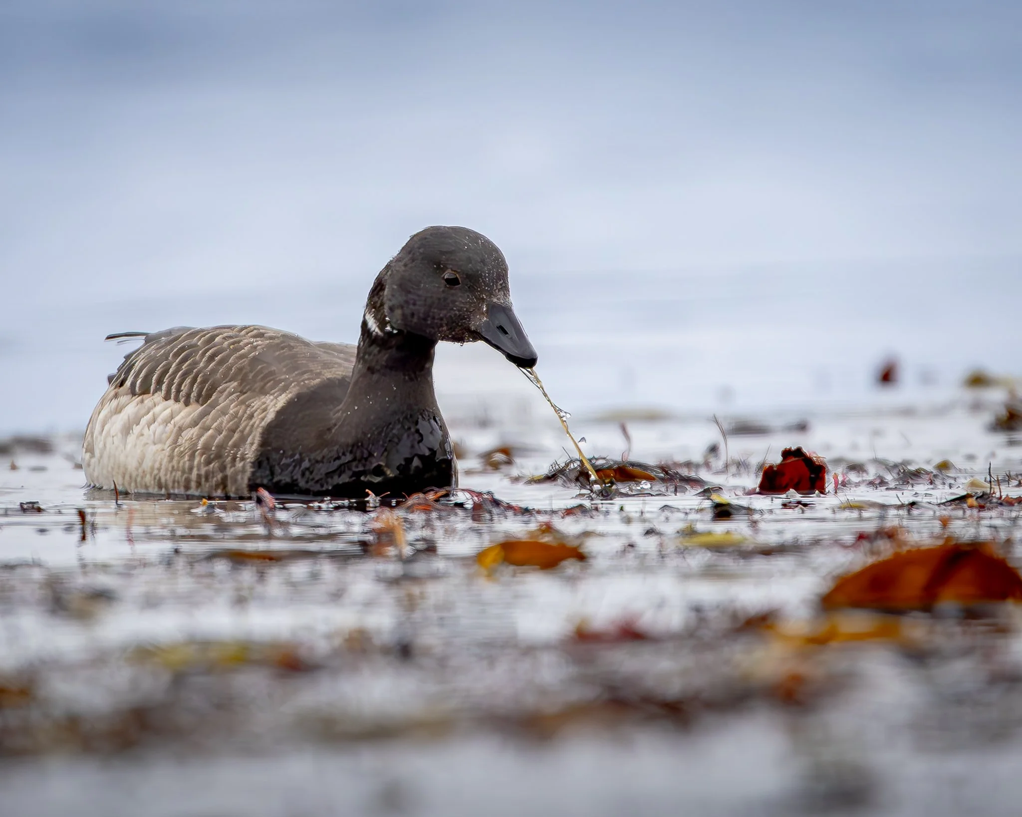 A close-up of a brant swimming in water with floating leaves