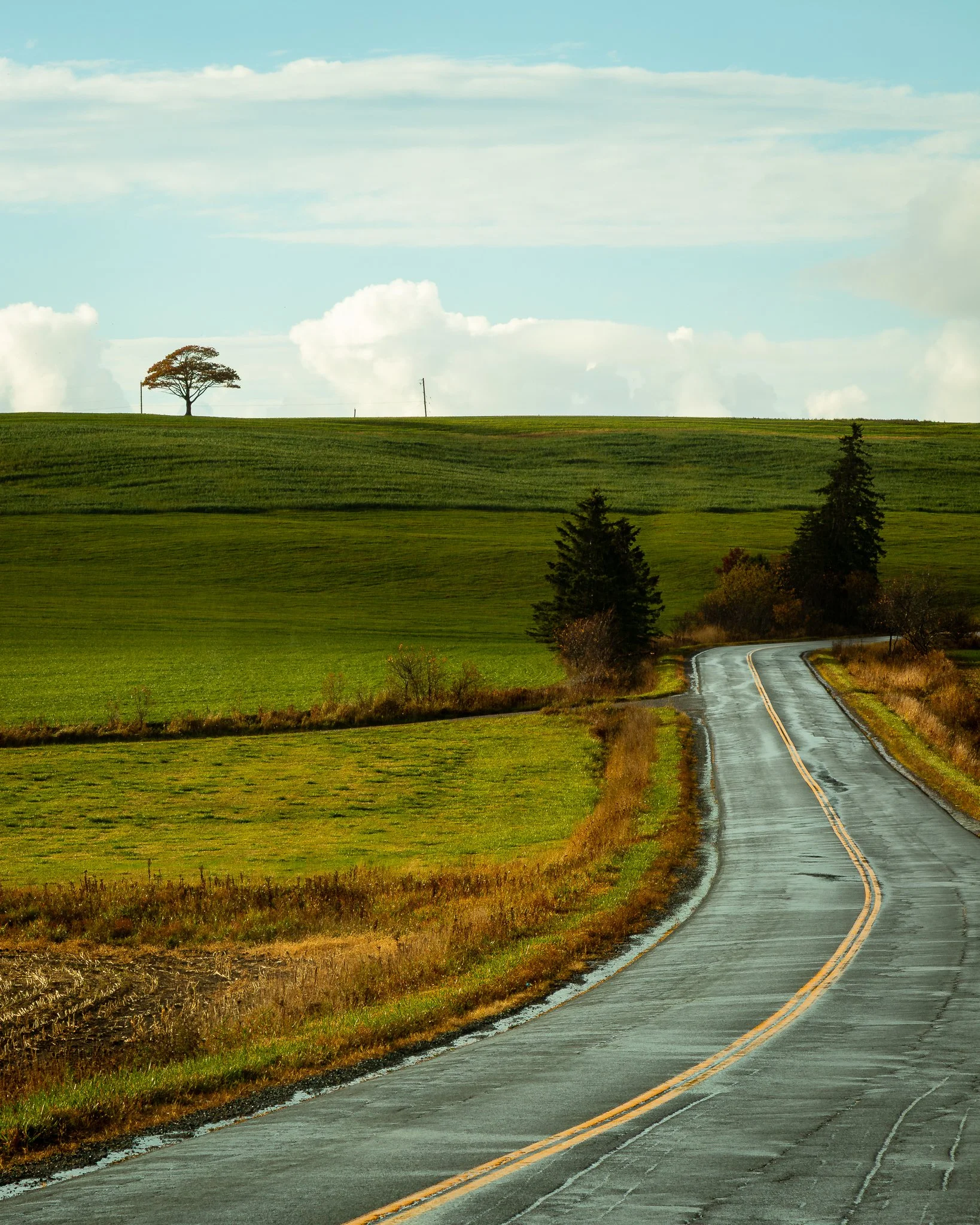 A winding country road with wet asphalt runs through green fields with scattered trees and a single tree on the horizon under a partly cloudy sky.