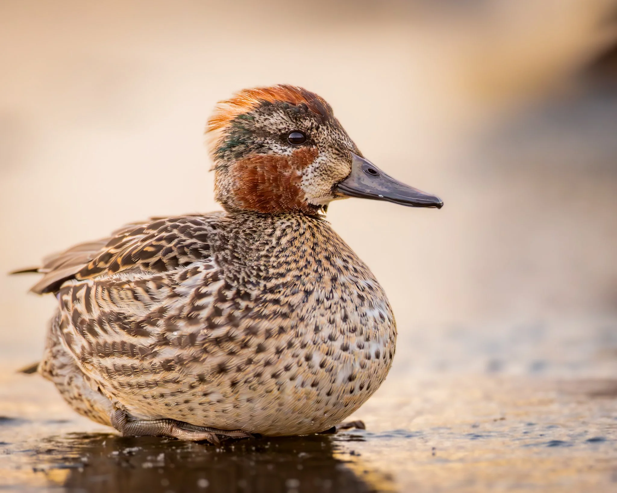 Close-up of a Green winged teal duck resting on ice with a neutral blurred background.