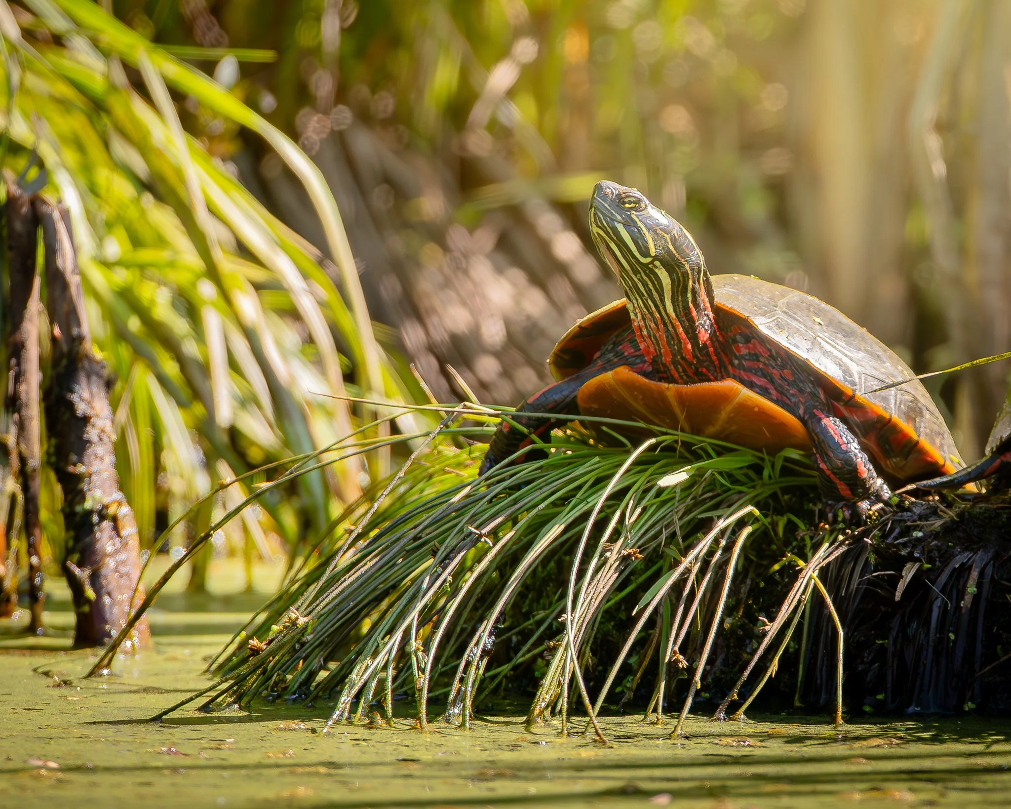 A painted turtle sitting on aquatic plants near water, basking in sunlight.