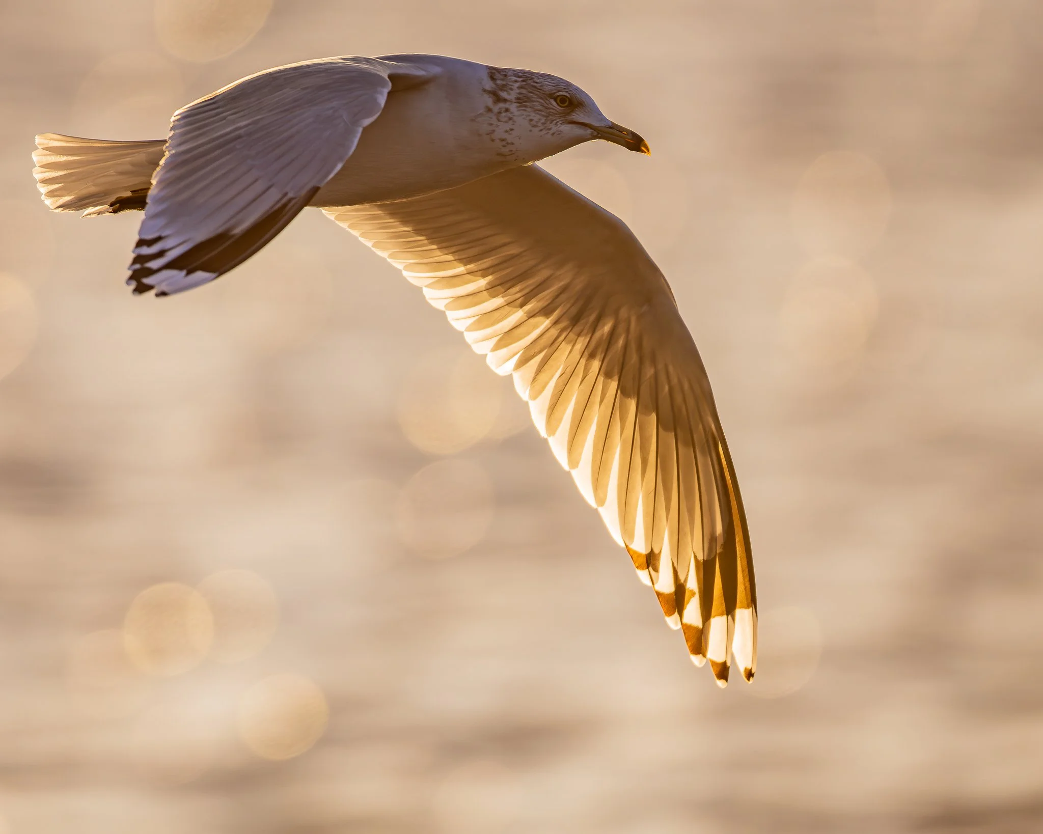 A seagull flying with outstretched wings over a body of water at sunrise.