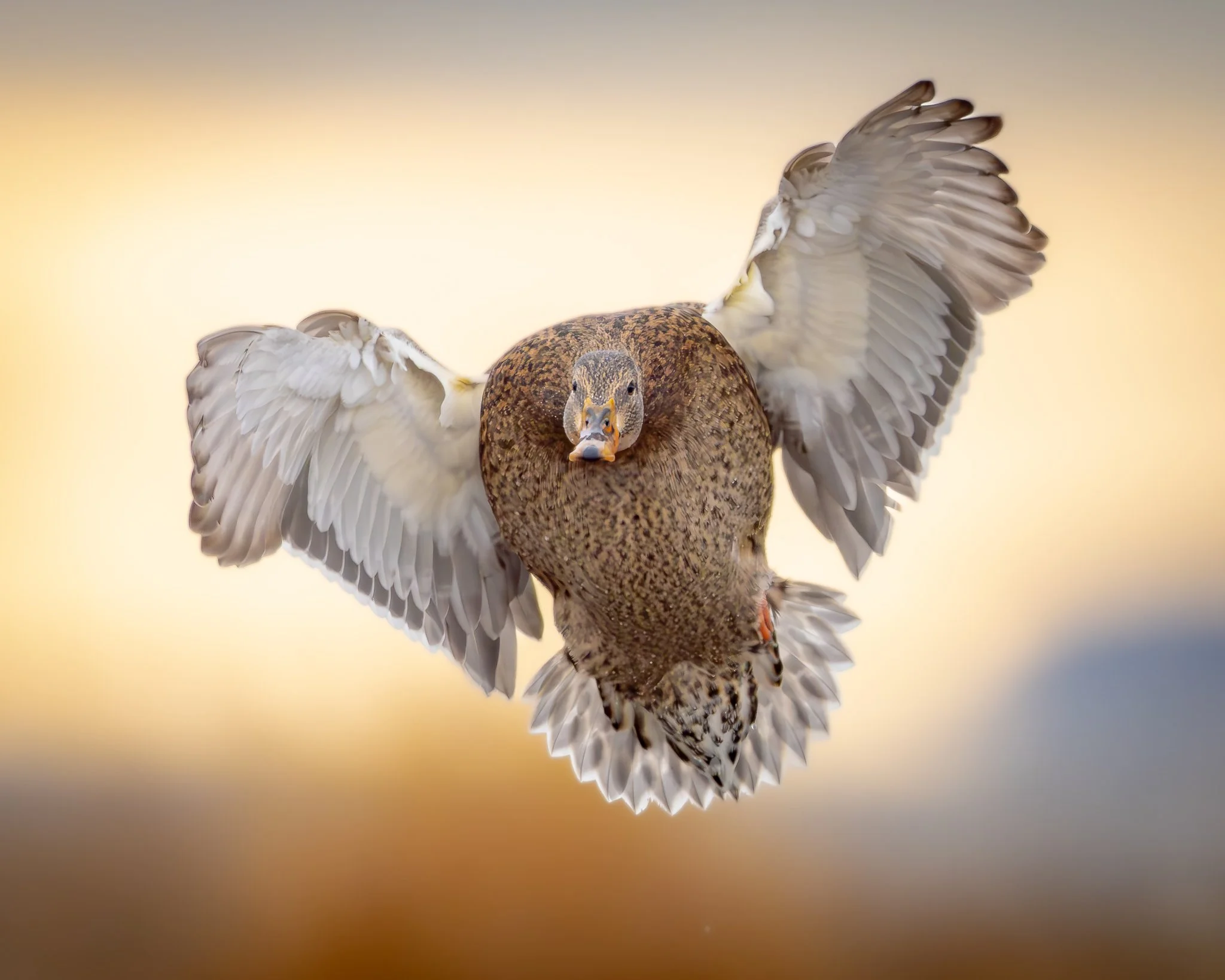 A duck flying towards the camera with its wings spread wide, showing feathers on a background with warm tones.