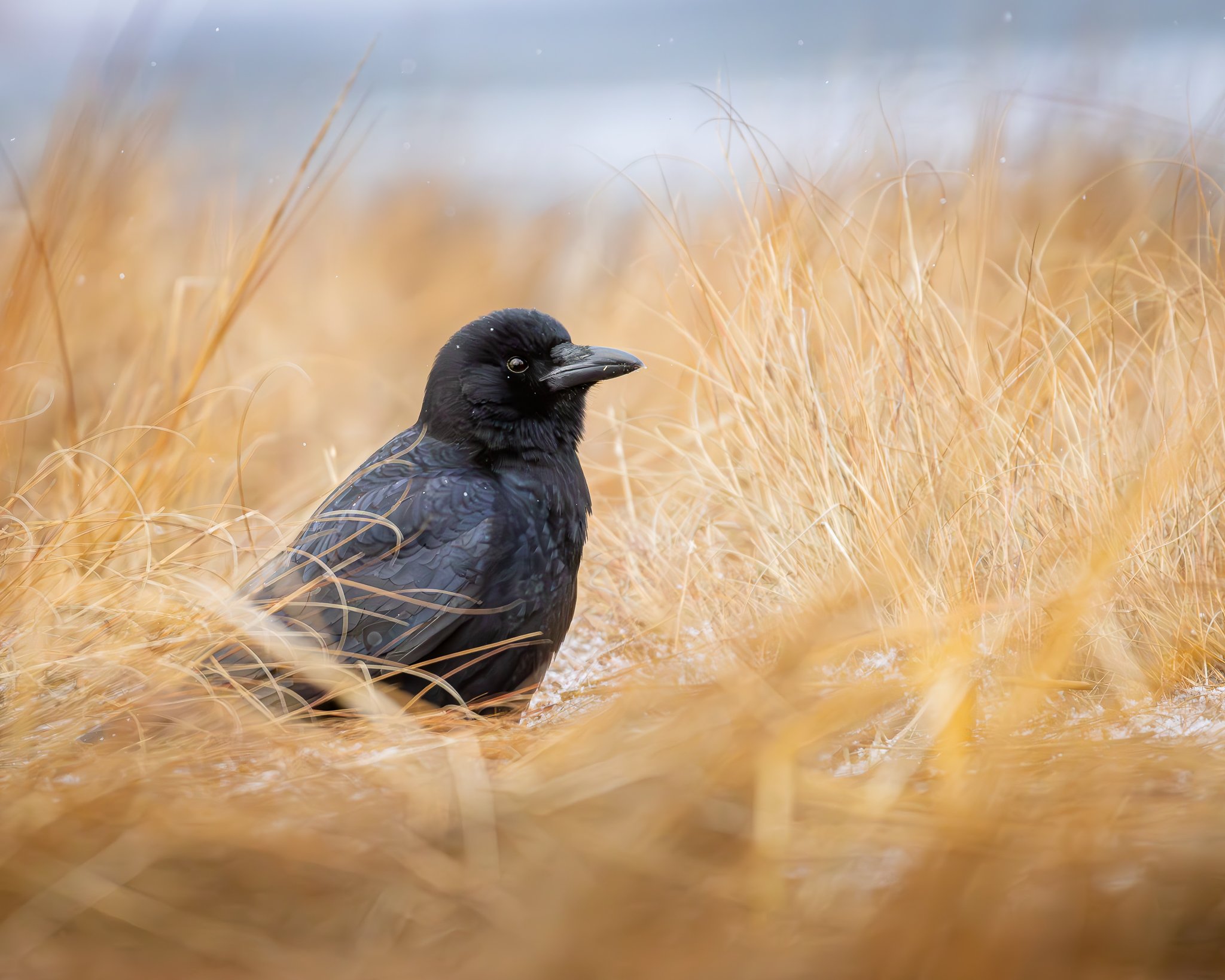 A crow sitting among golden grass with some snow and a blurred winter landscape in the background.