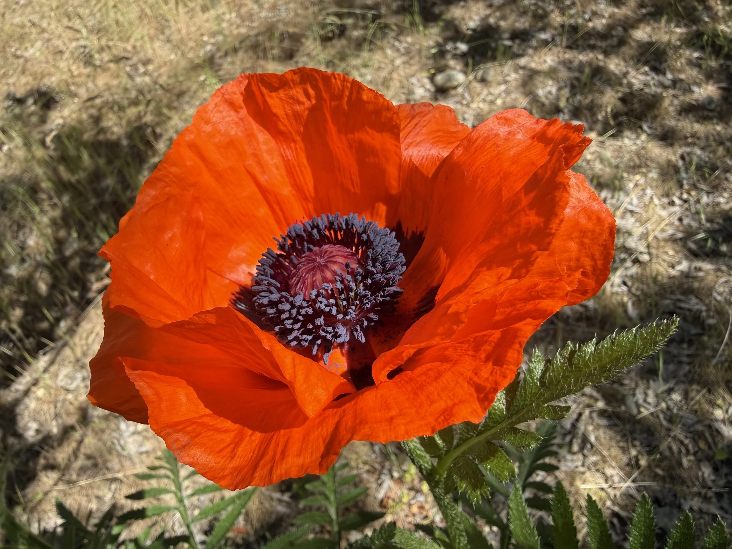 IMG_3004.jpeg