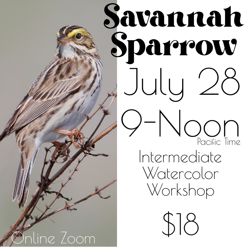 Savannah Sparrow in Watercolors