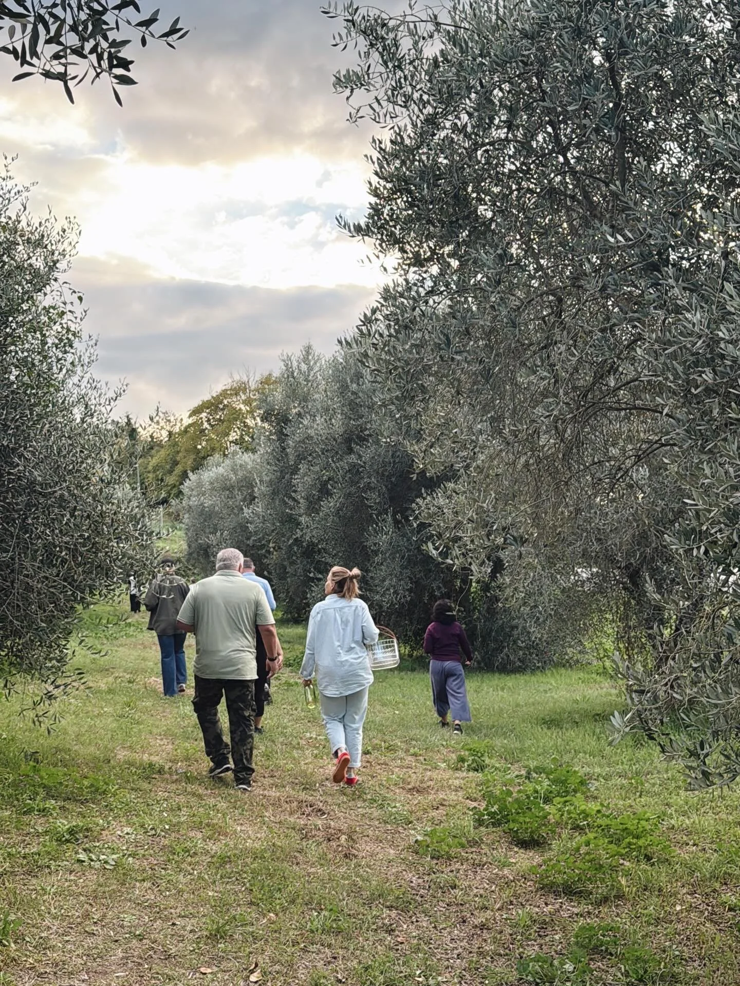 Olive picking in Italy The oil is appreciated differently once you&rsquo;ve seen where it begins.
Come take part in the whole arc of it in 2026

#ItalyTravel
#VisitItaly
#OliveHarvest
#ItalianCountryside
#FoodAndTravel
SlowTravel
TravelItaly
TasteOfI