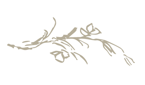 A simple line drawing of a tree branch with leaves.