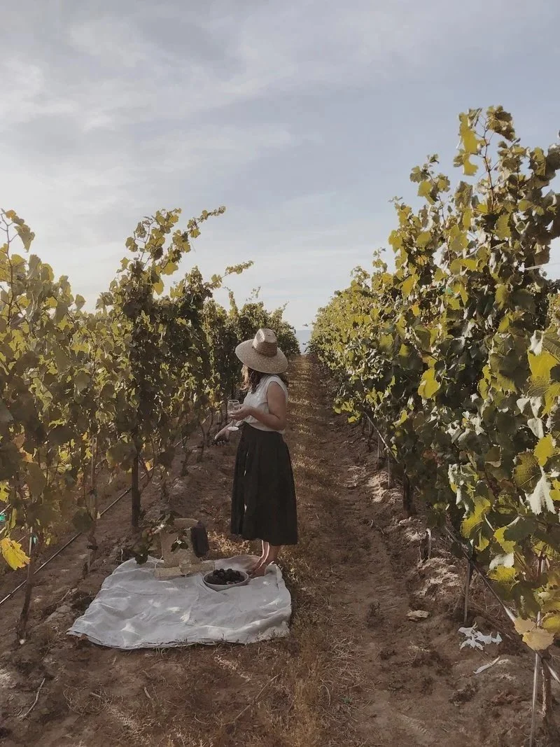 Woman in a black dress and wide-brimmed straw hat harvesting grapes in a vineyard.