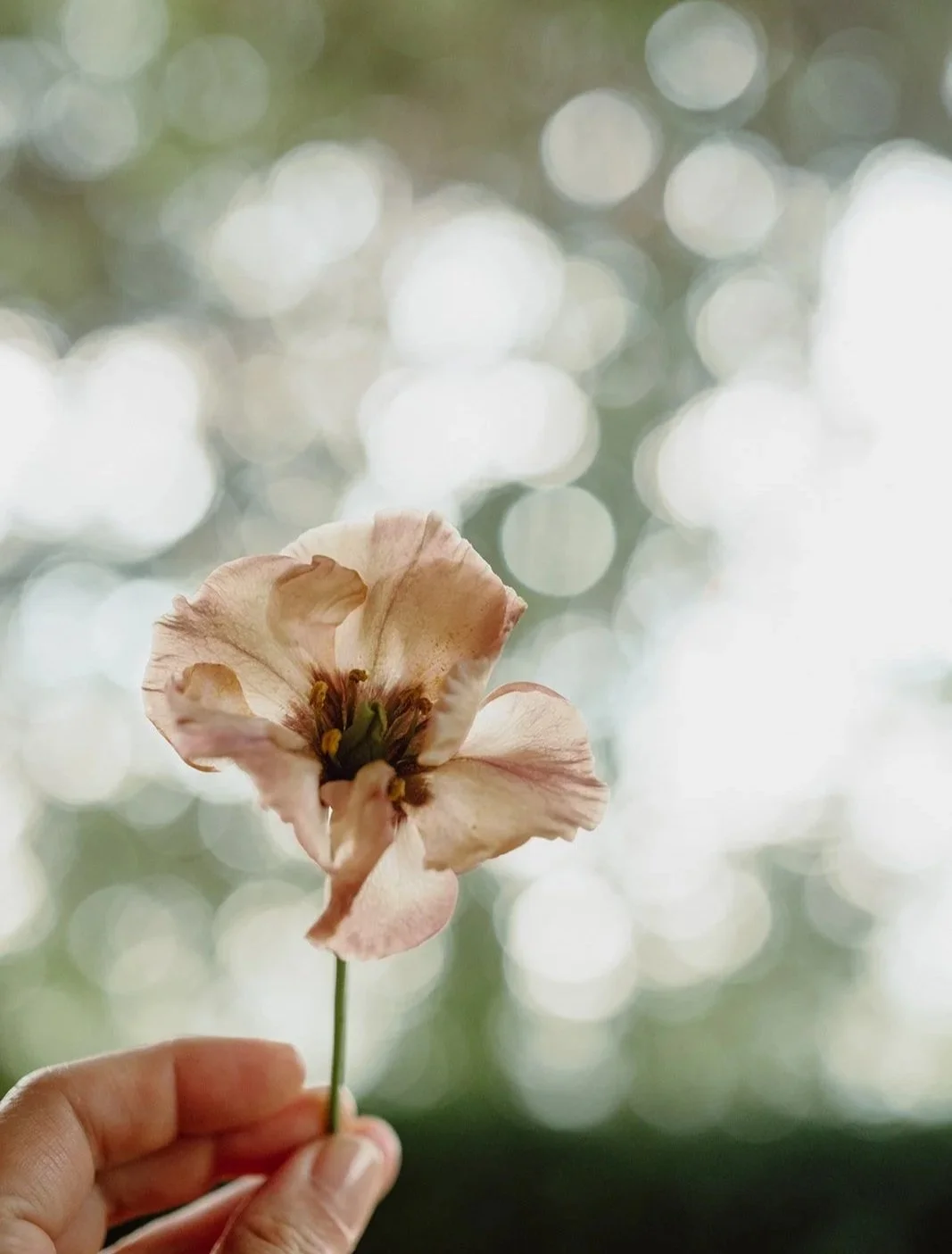 A hand holding a delicate, pale pink flower with a green background and bokeh effect.